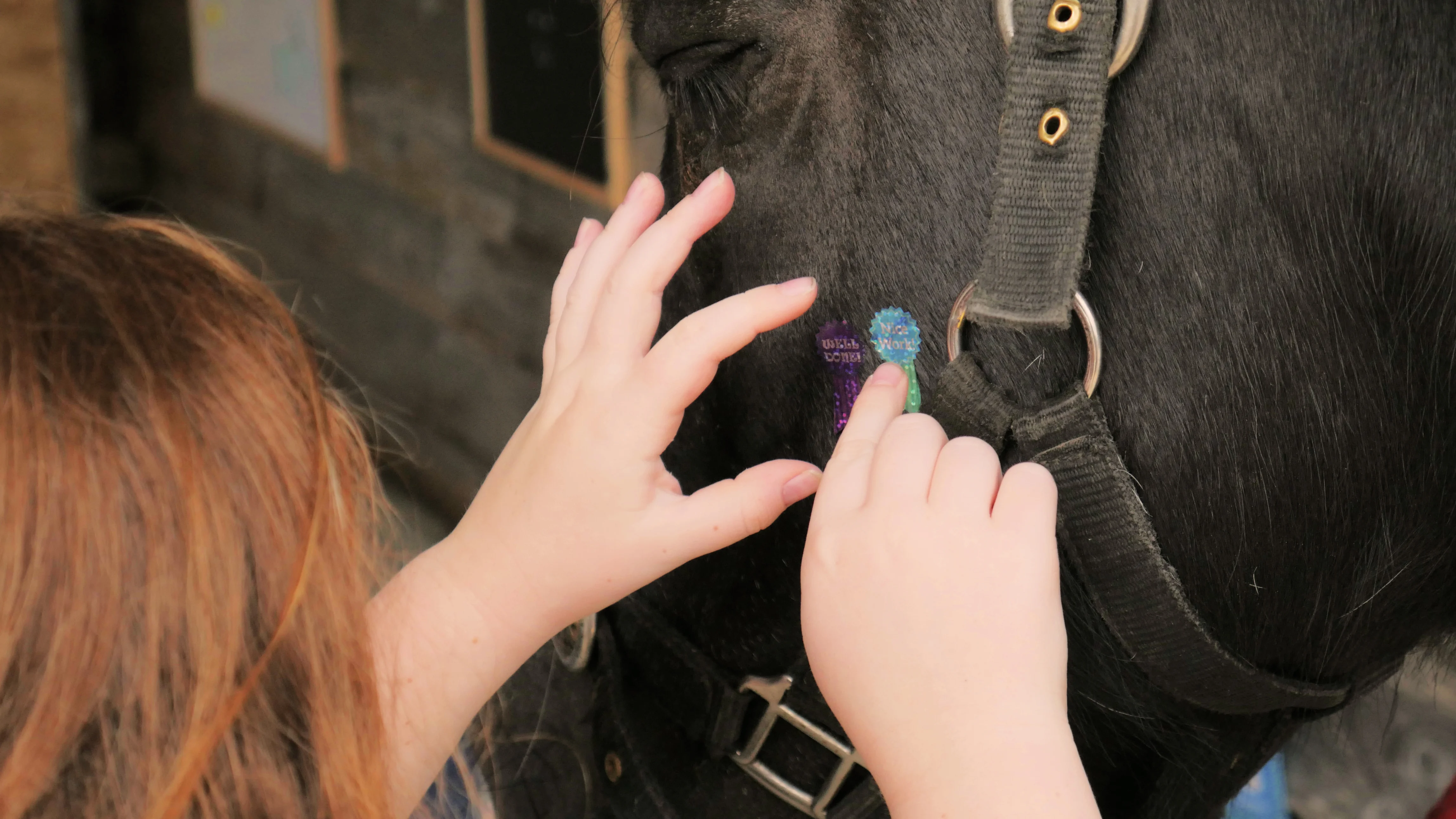 Person placing colorful reward pins saying 'Well Done!' and 'Nice Work!' on a black horse's halter.