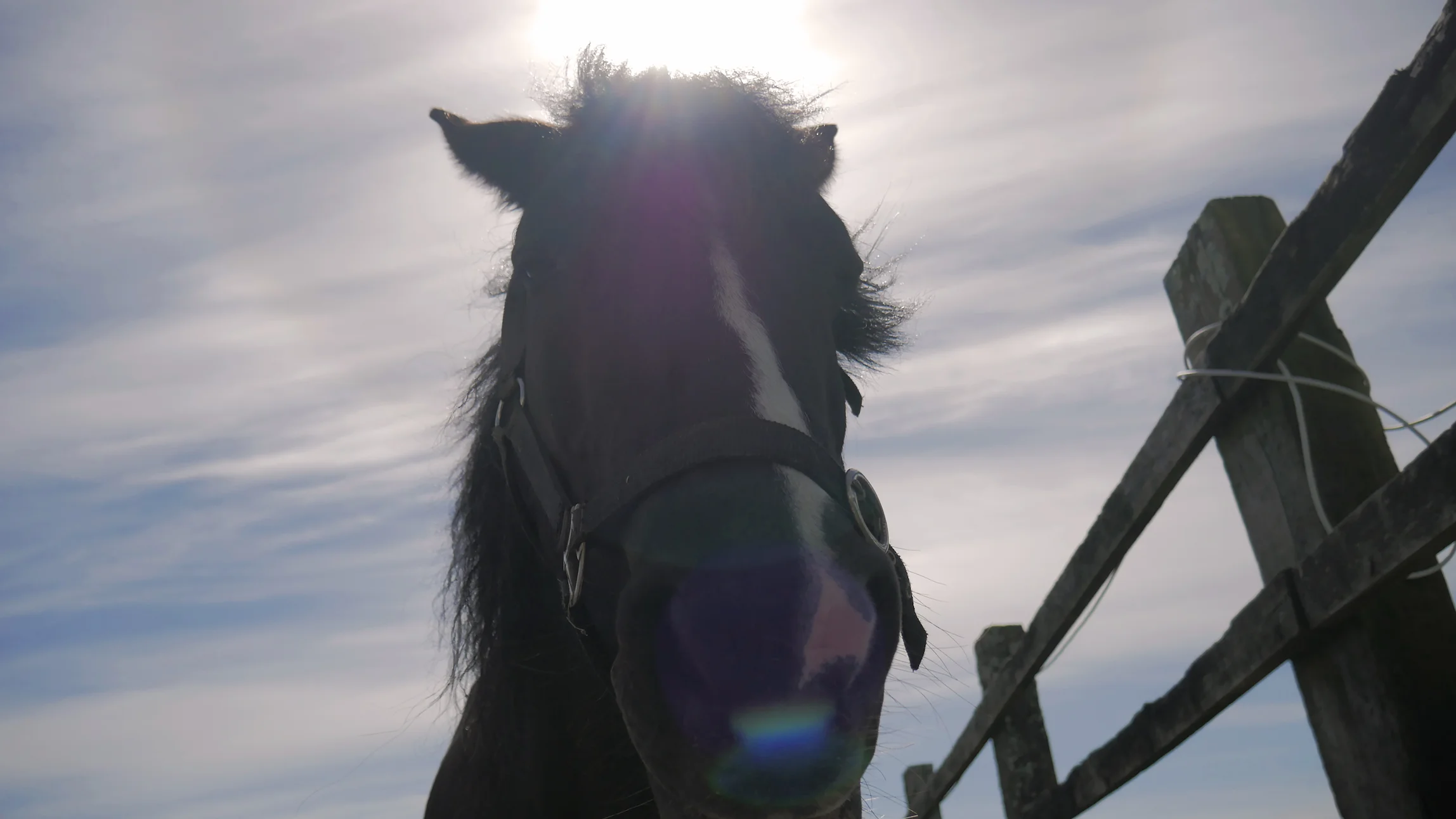 Close-up of a black horse with a white stripe on its face standing near a wooden fence under a cloudy sky with the sun shining above.