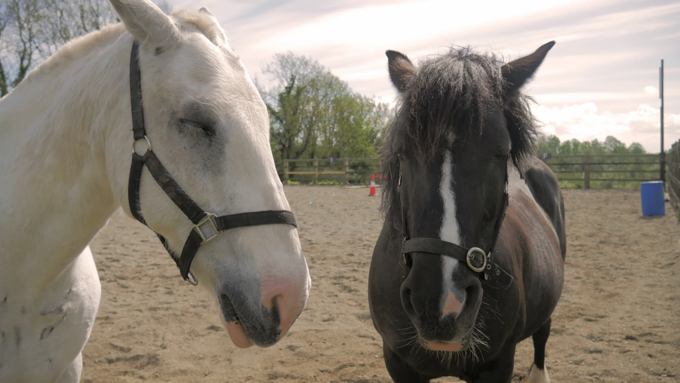 Close-up of a white horse and a black horse standing side by side with their eyes closed in an outdoor paddock.