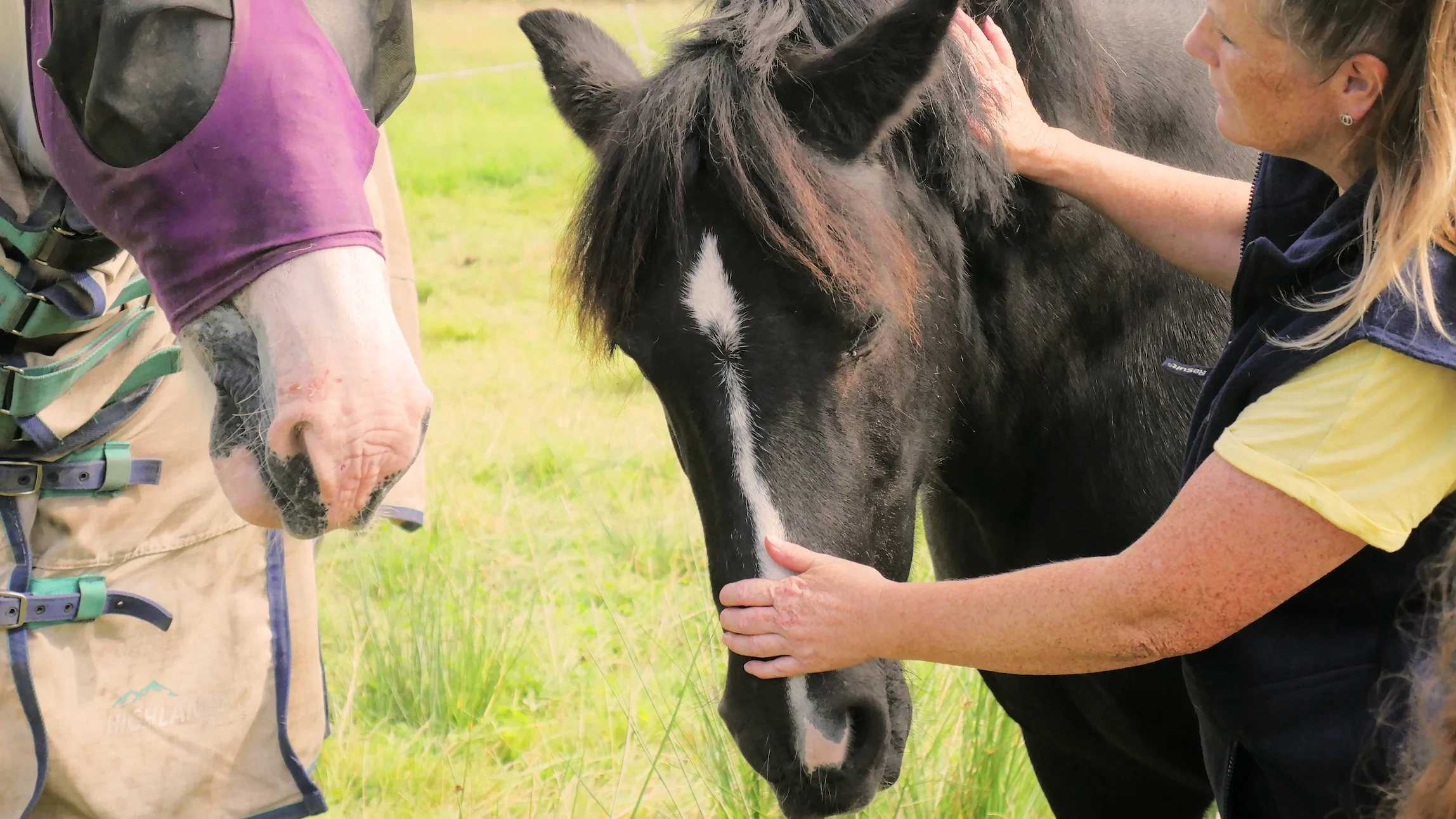 A woman gently petting a black horse with a white stripe on its face while another horse with a purple fly mask stands nearby in a grassy field.