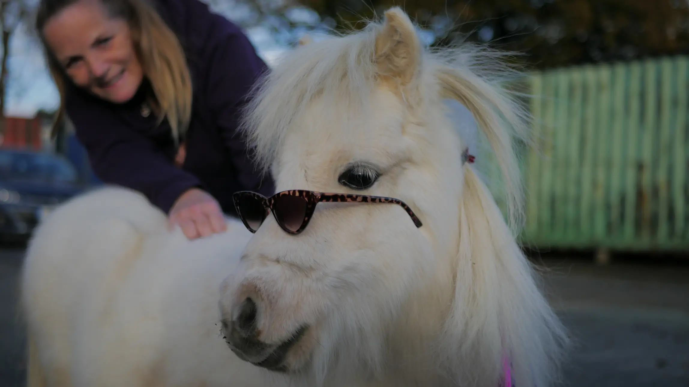 White pony wearing sunglasses with a smiling woman petting it in the background.