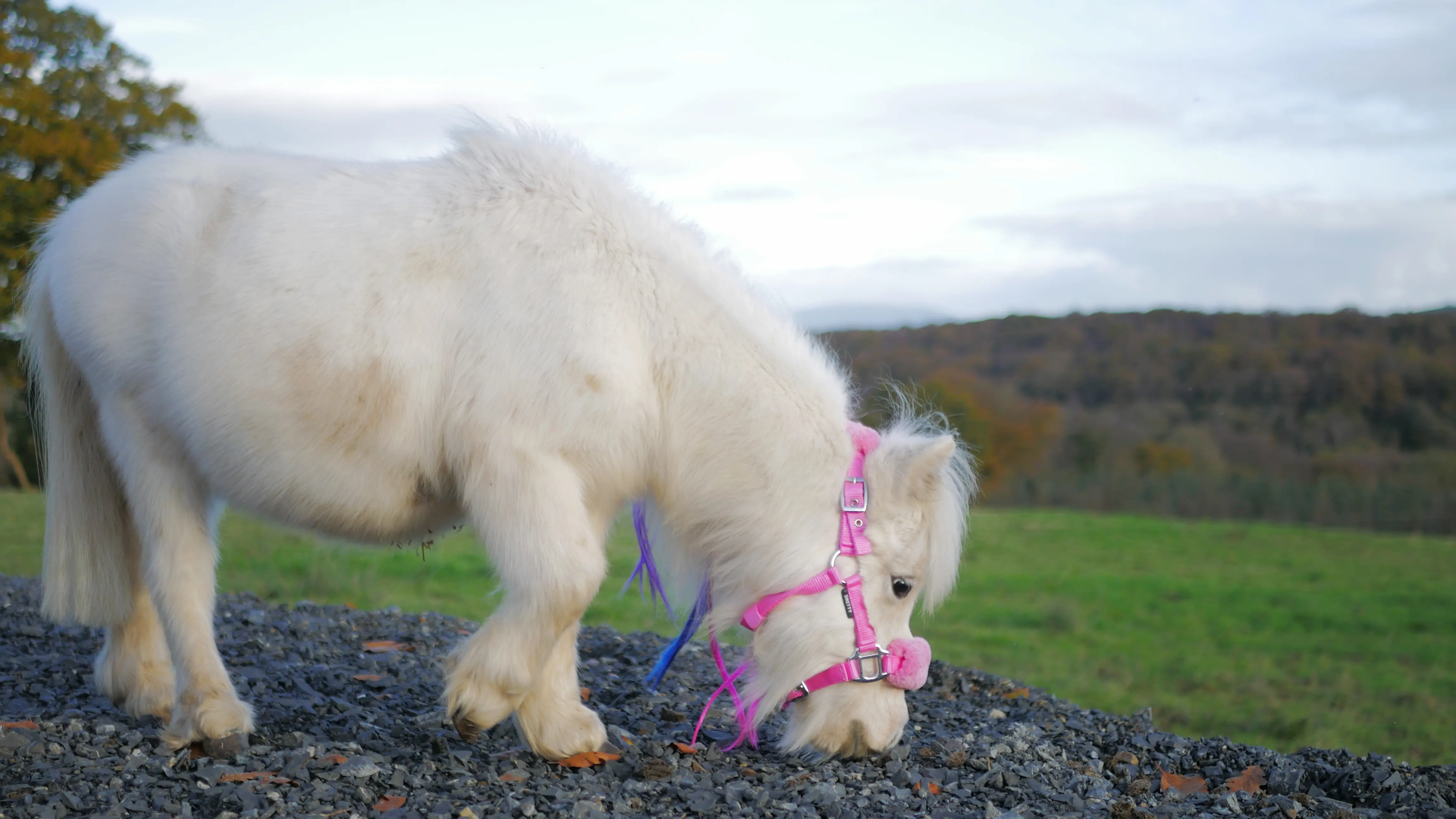 White miniature horse wearing a pink halter, grazing on gravel with a green field and forest in the background.