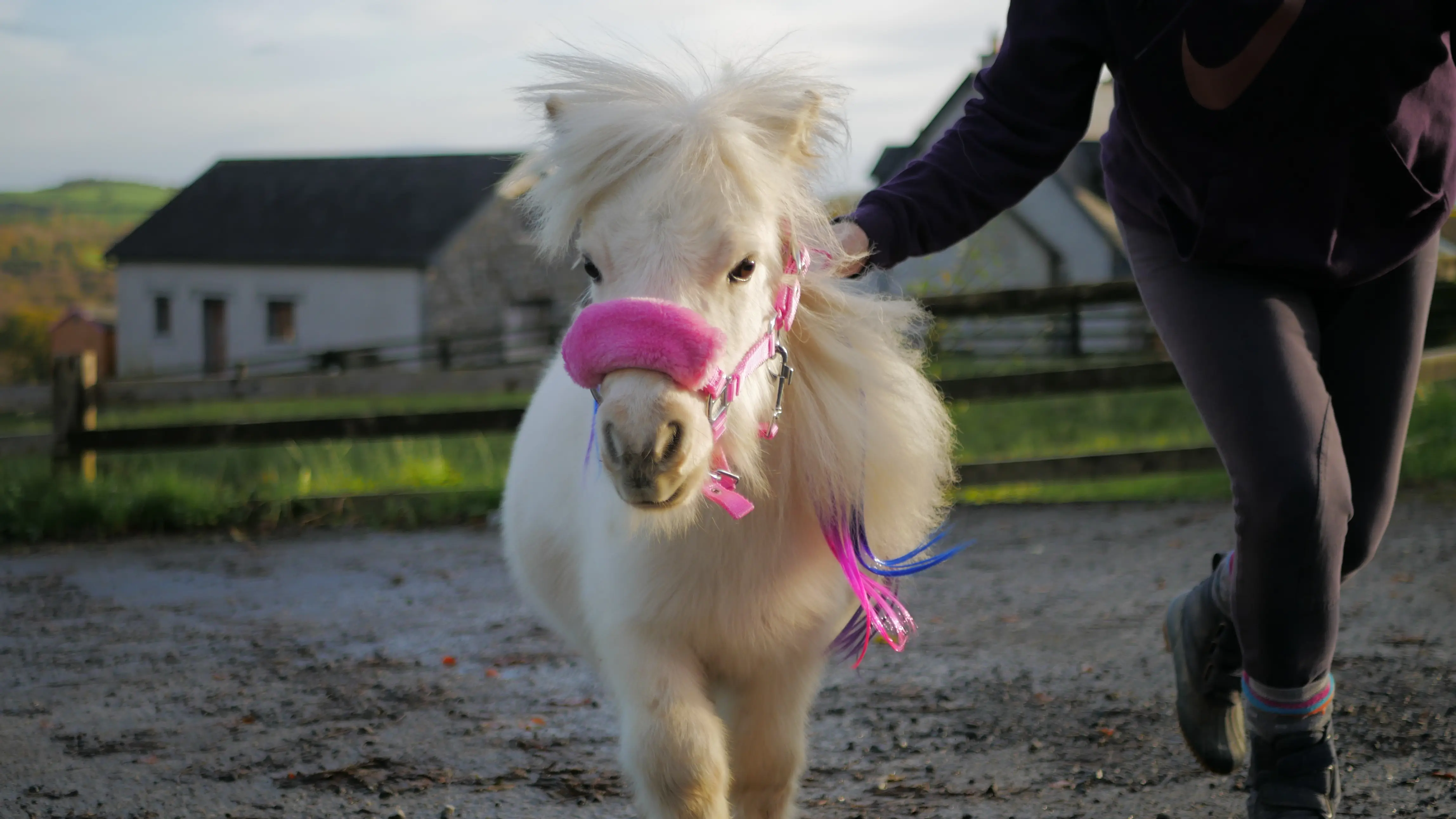 Small white pony with a pink noseband and colorful blue and pink hair extensions being led by a person in dark clothing.
