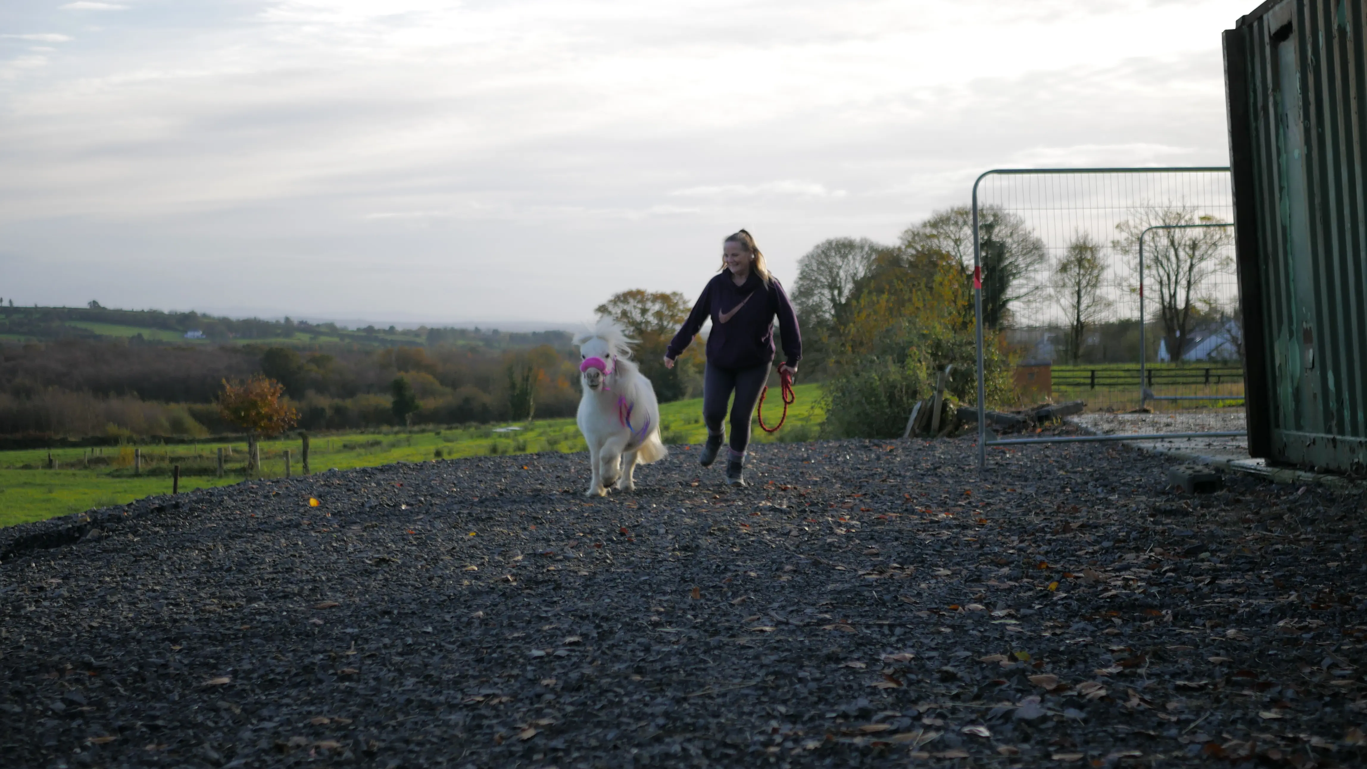 Woman walking with a small white pony wearing a colorful pink harness on a gravel path with green fields and trees in the background.