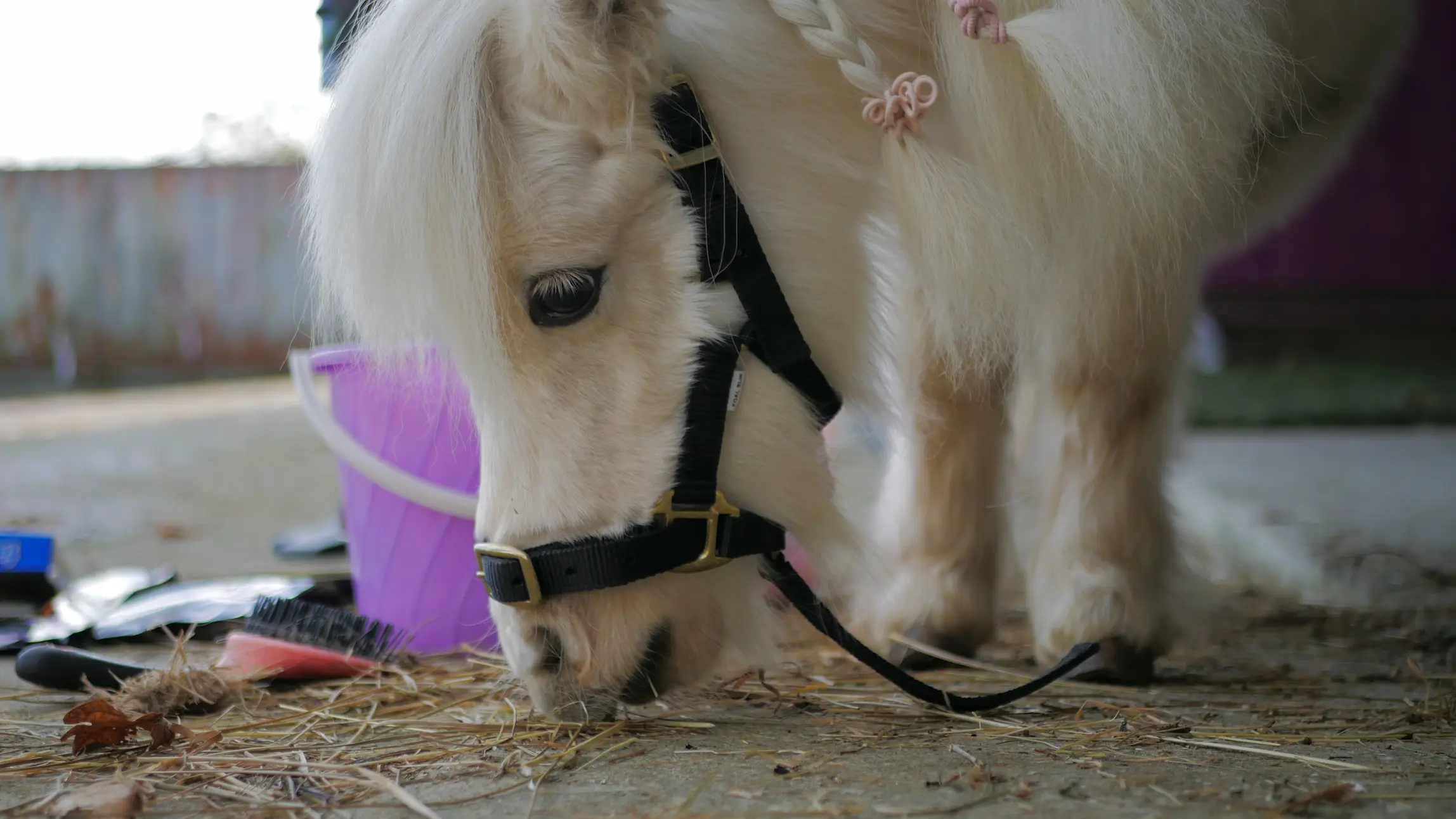 Close-up of a white pony with braided mane eating hay on the ground near a purple bucket and grooming tools.