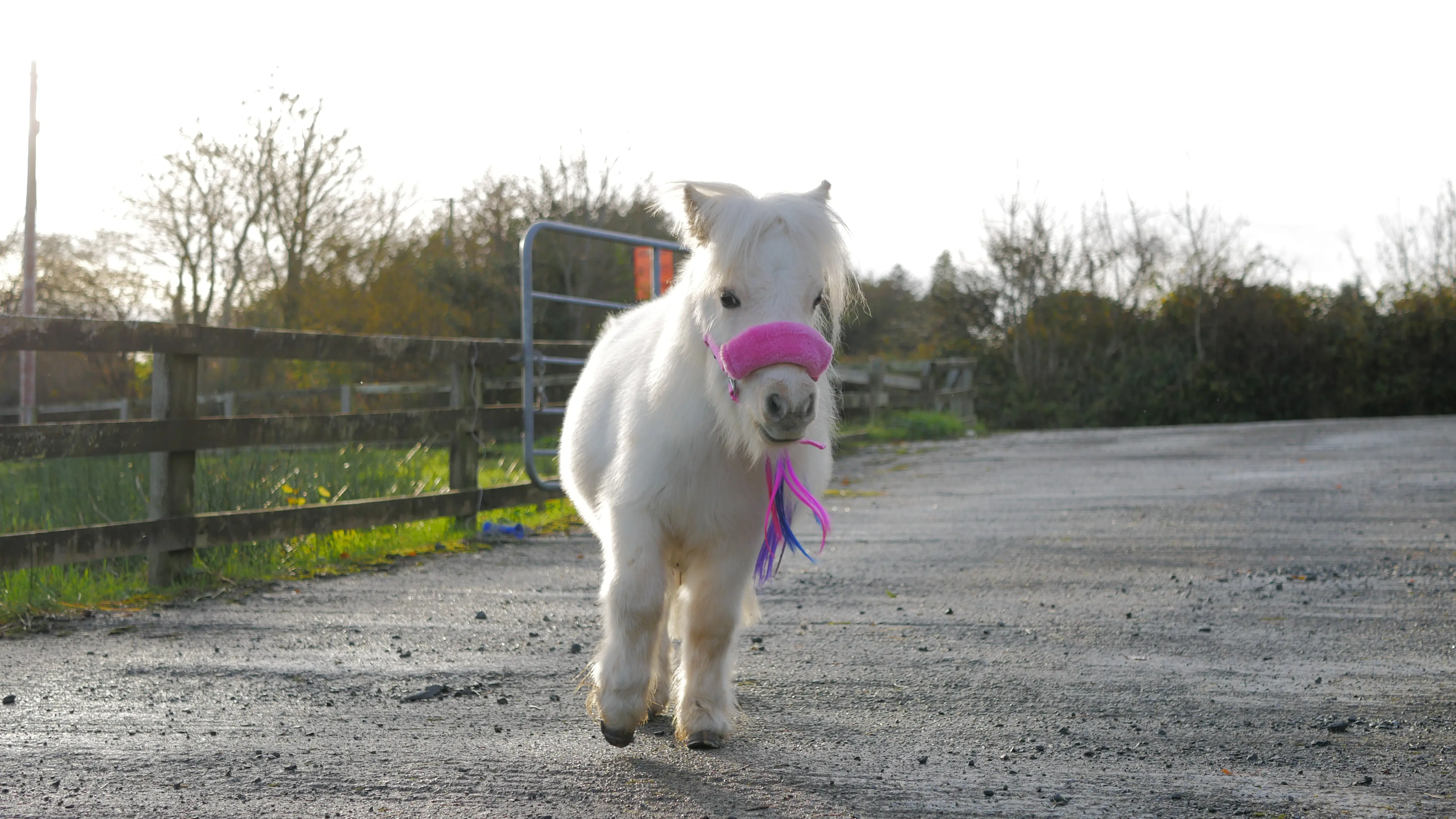 Small white pony with a pink noseband walking on a gravel road next to a wooden fence.