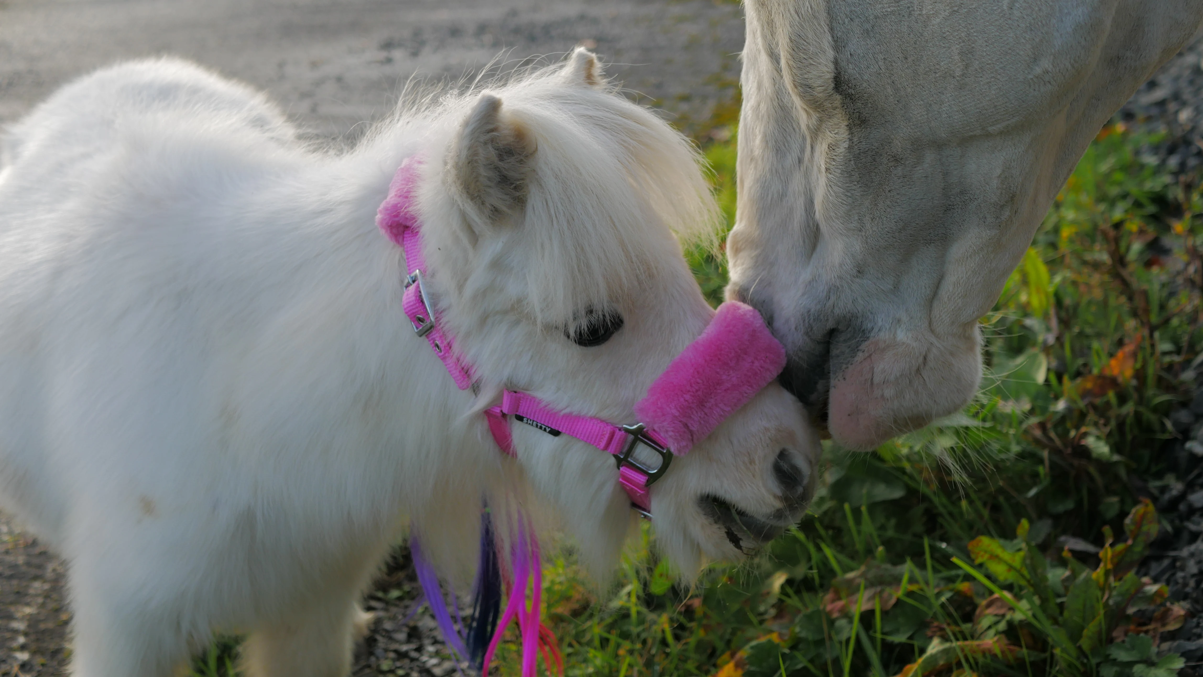 White miniature horse wearing a pink halter gently touching noses with a larger horse.