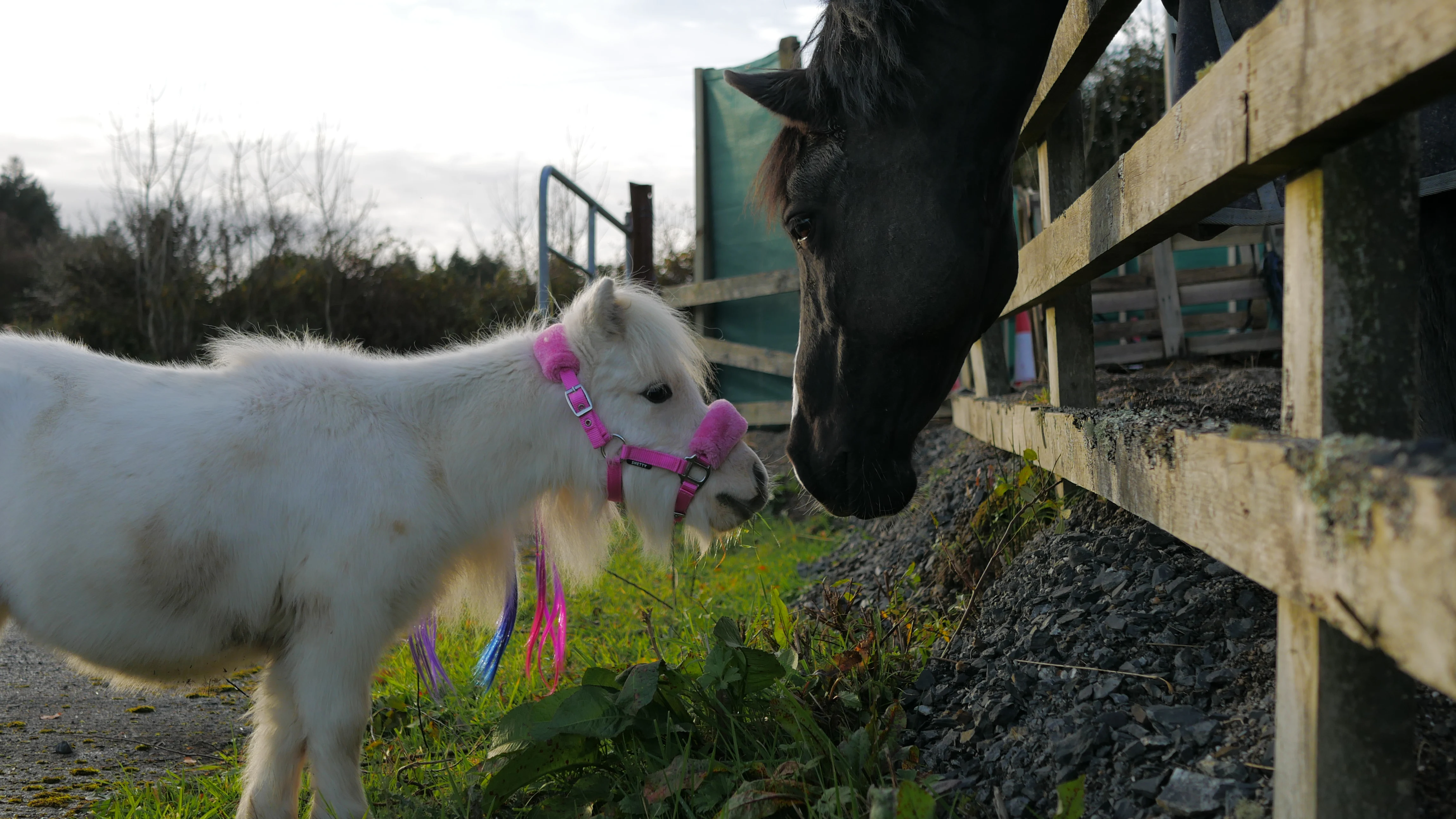 A white miniature horse wearing a pink halter and colorful ribbons faces a black horse over a wooden fence in a grassy outdoor setting.