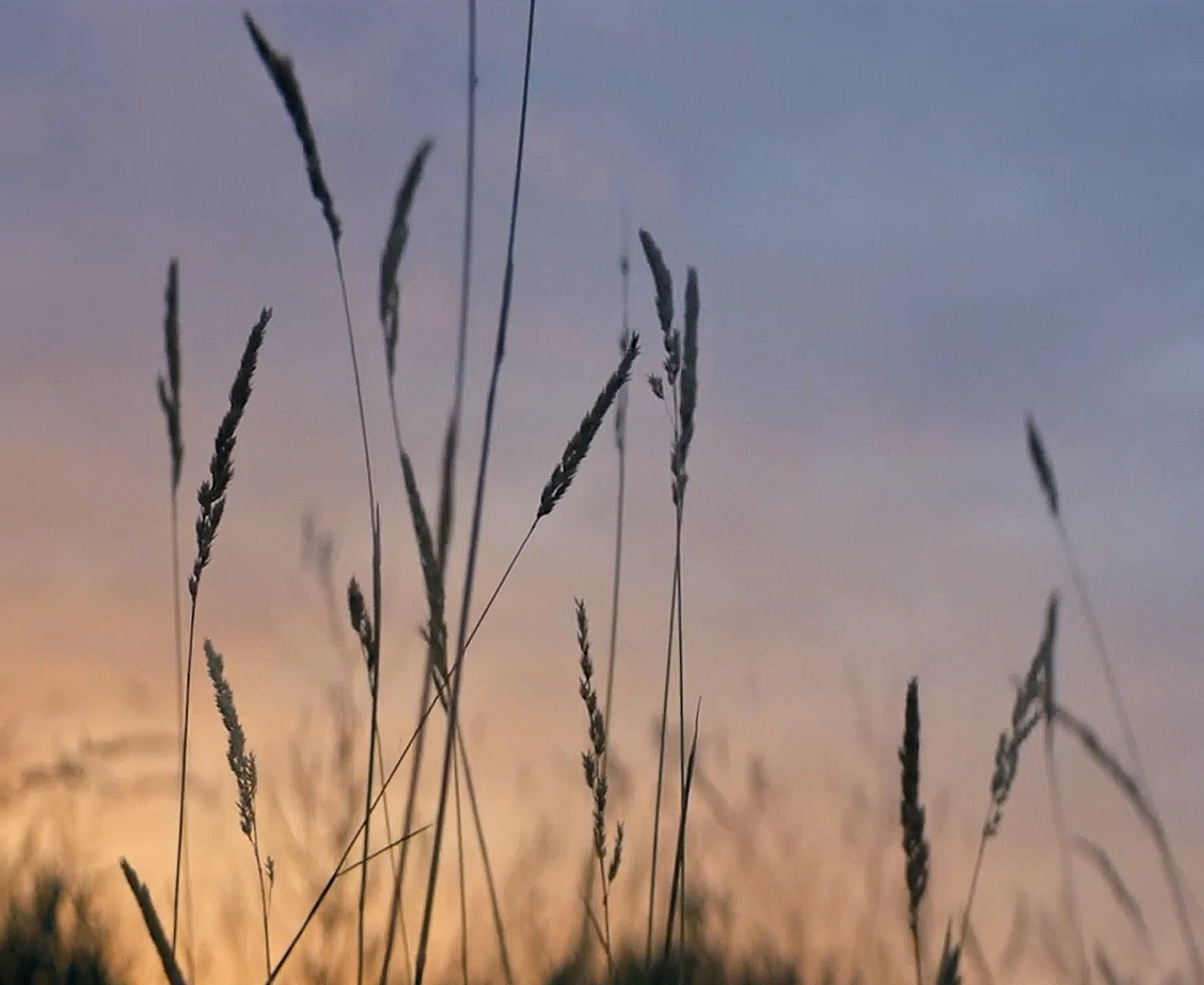 Tall grass silhouetted against a colorful sunset sky.