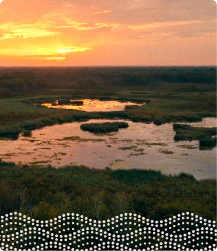 Sunset over a wetland with water channels and dense green vegetation.