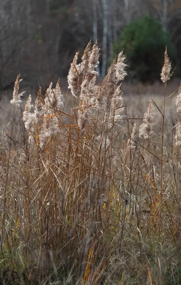 Cluster of tall dry grasses with fluffy seed heads in a field, with blurred trees in the background.