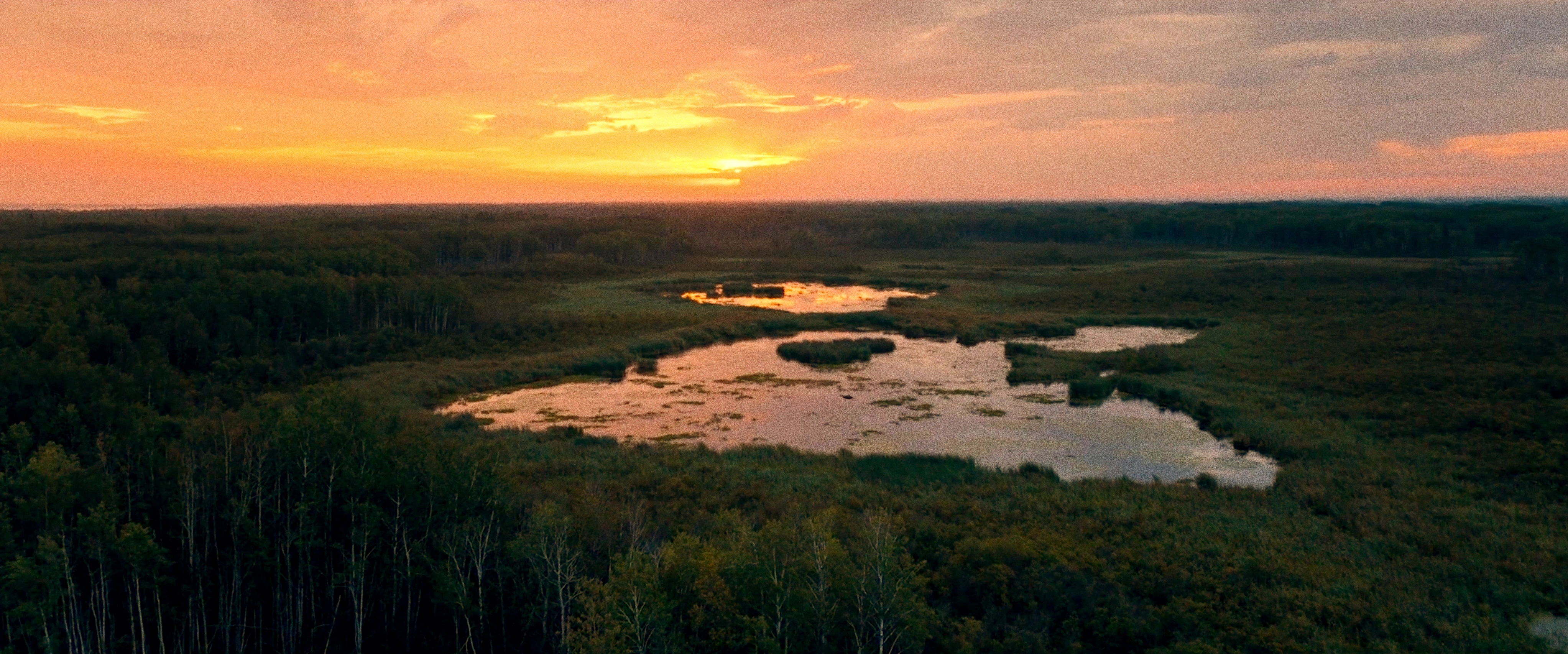 Sunset over a lush green wetland with reflective water pools and dense surrounding forest.