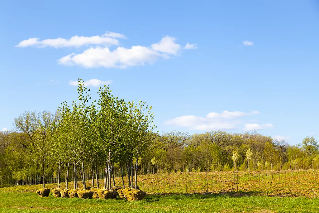 Newly planted saplings in a field as part of a tree planting initiative