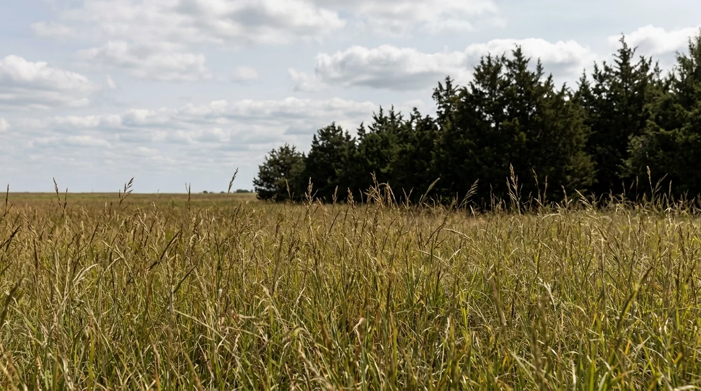 Iowa DNR Clearing Trees to Save 9 Acres of Rare Prairie in Humboldt County