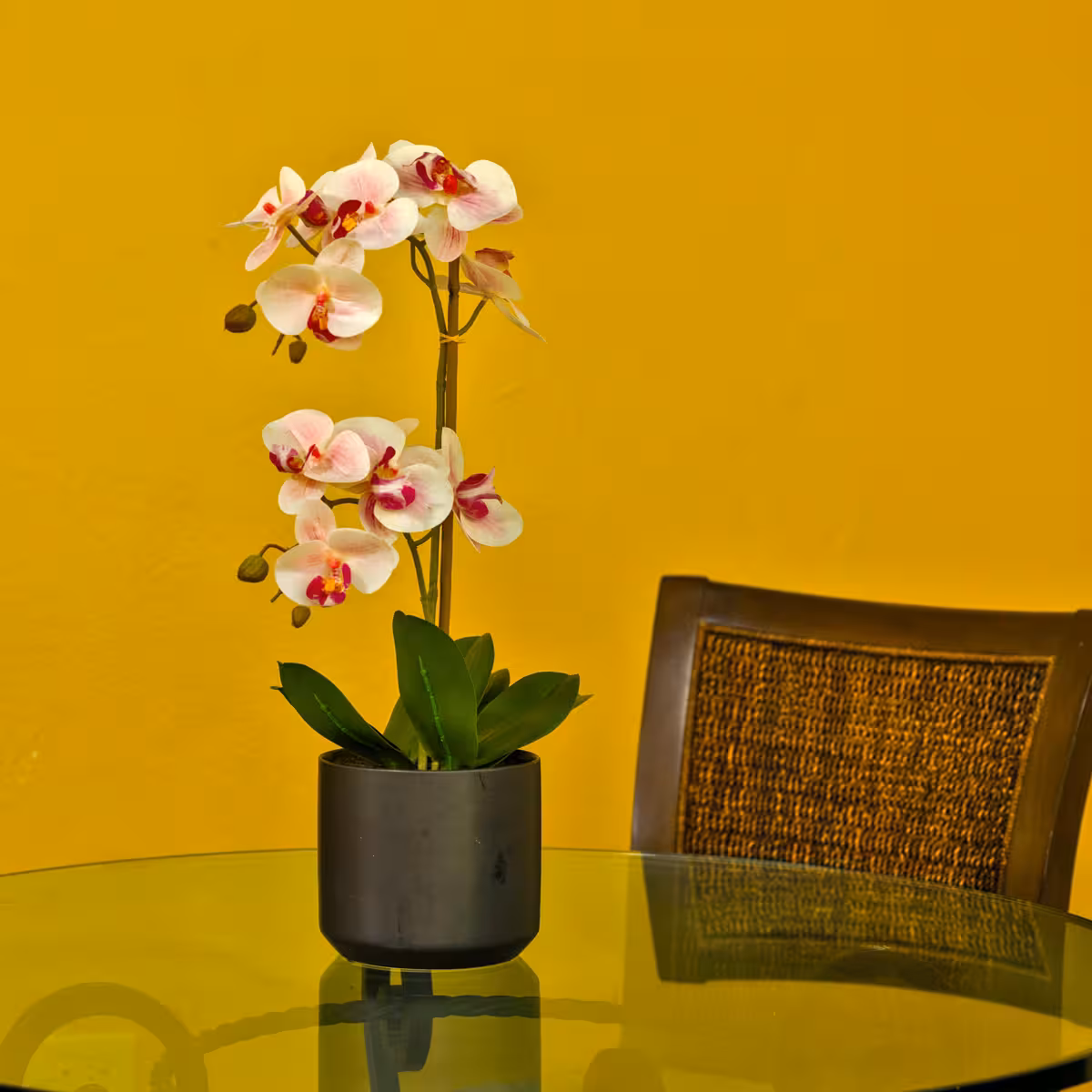 White and pink orchid plant in a black pot on a glass table beside a woven back chair against a yellow wall.