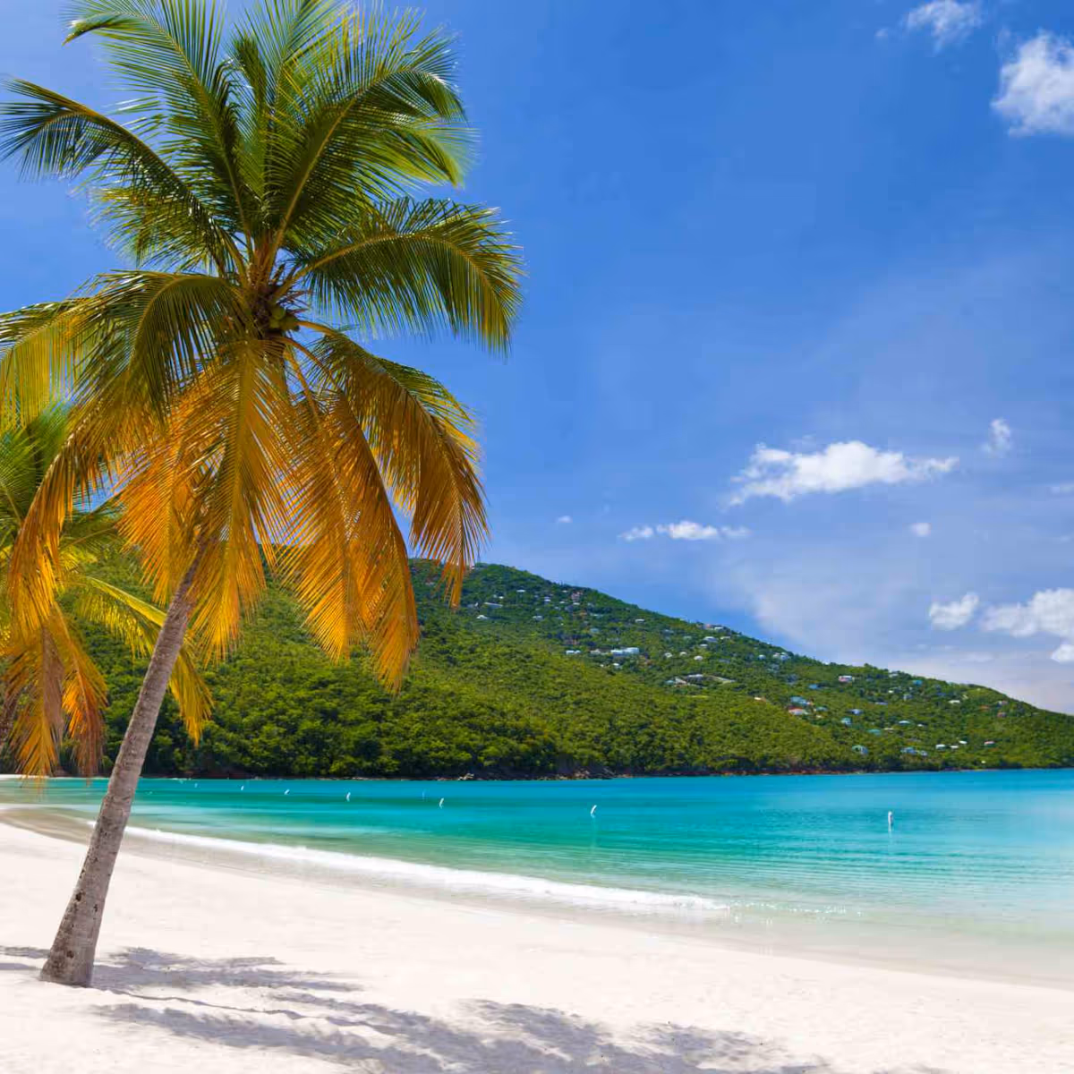 Tropical beach with white sand, a leaning palm tree, turquoise water, and green hills under a blue sky with scattered clouds.