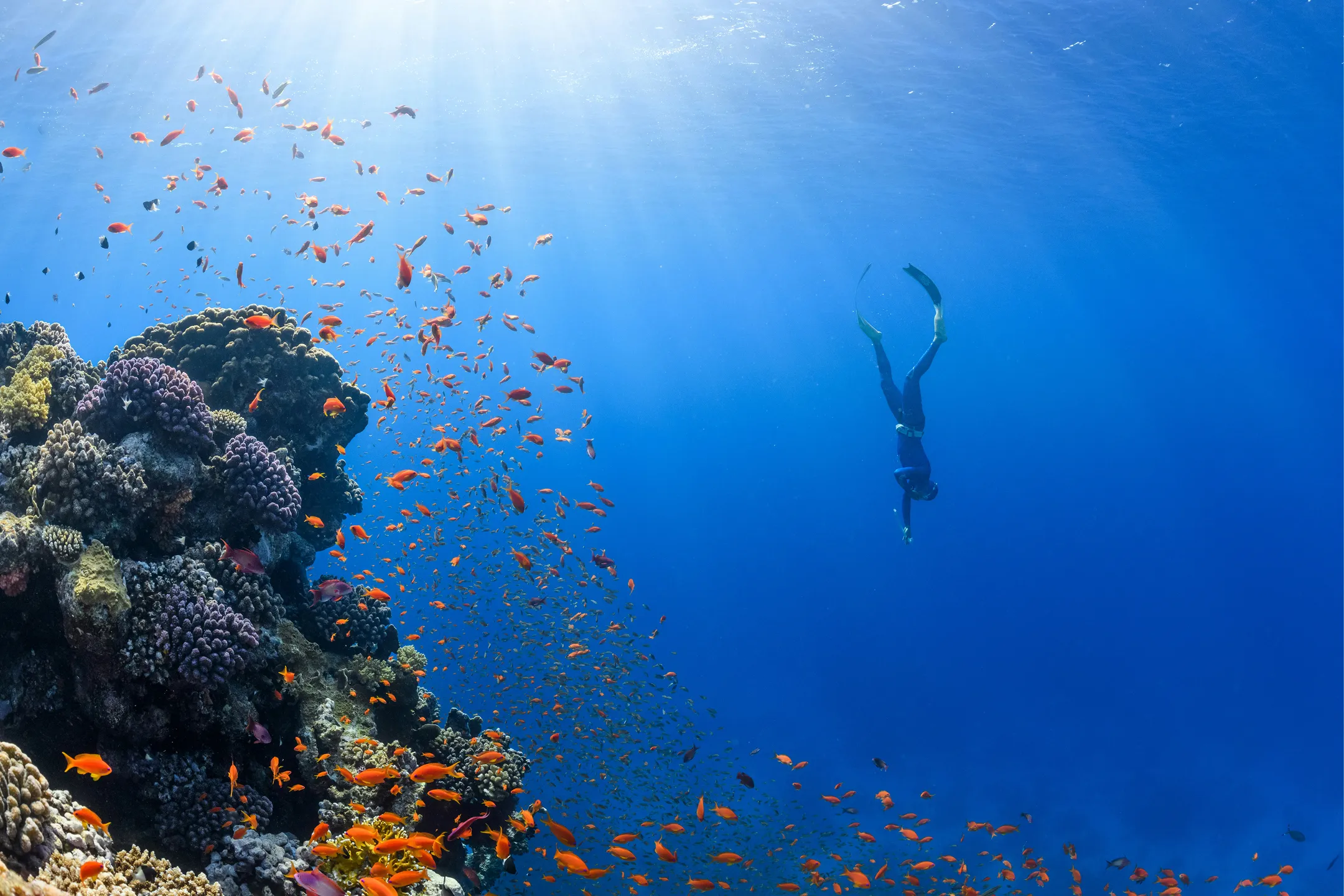 scuba diver exploring sea world