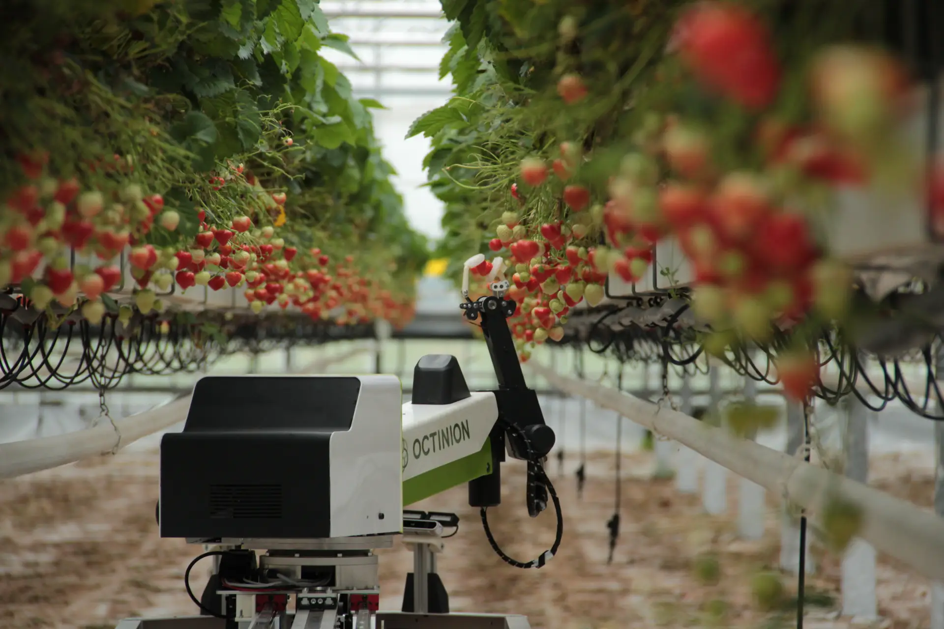 Robot picks strawberries