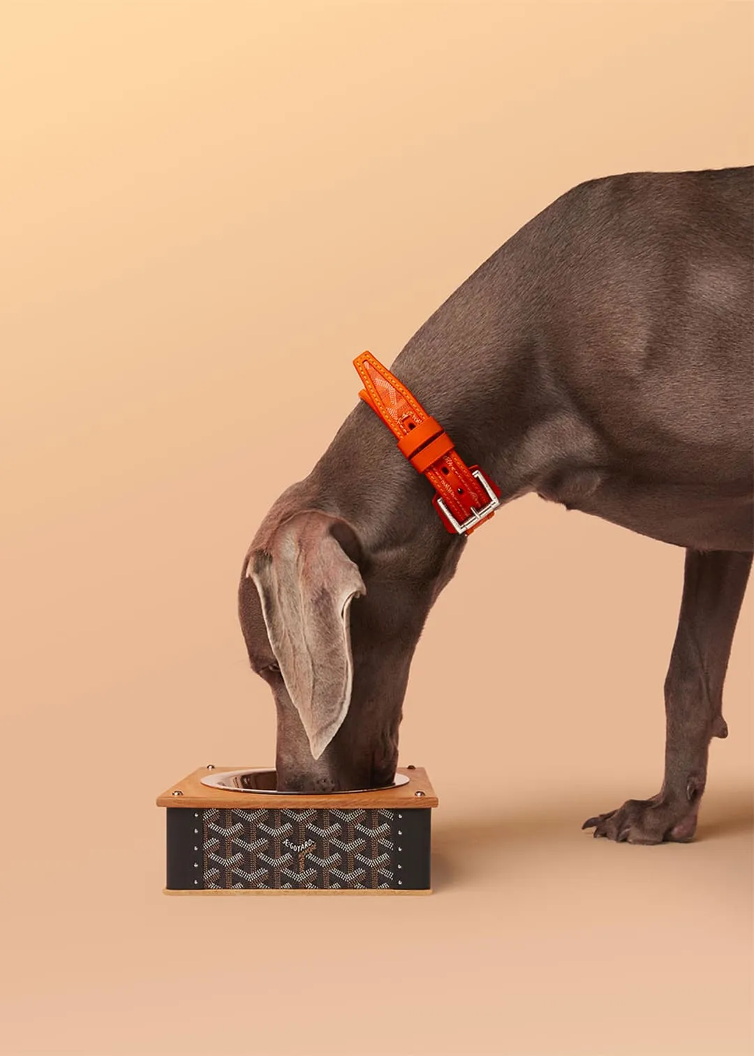 A Look at Goyard’s Legendary Pet Collection — Because “the chicest dogs dress in Goyard”