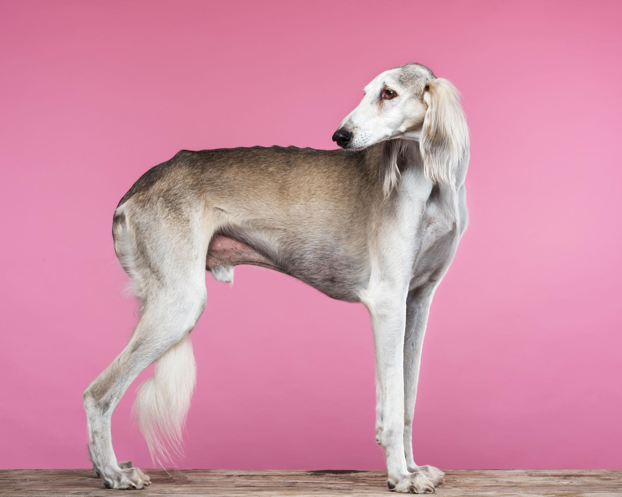 Well-Bred in the Emirates: Choosing the Right Dog for Your Lifestyle