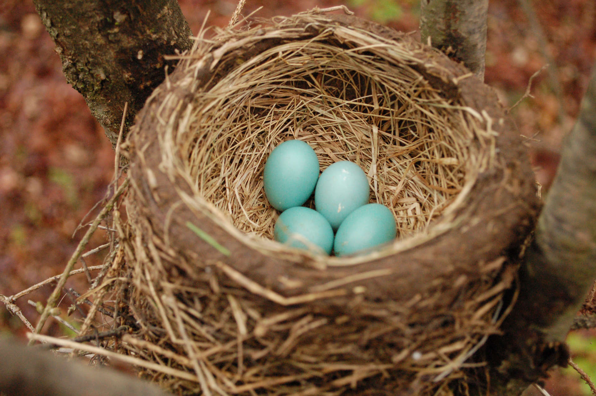 Bird's nest with four blue eggs resting in tree branches.