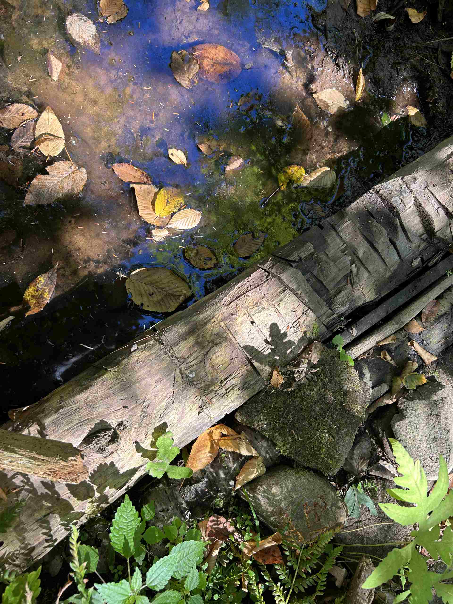 Sunlit fallen tree trunk across a forest floor with scattered autumn leaves, rocks, and small stream.