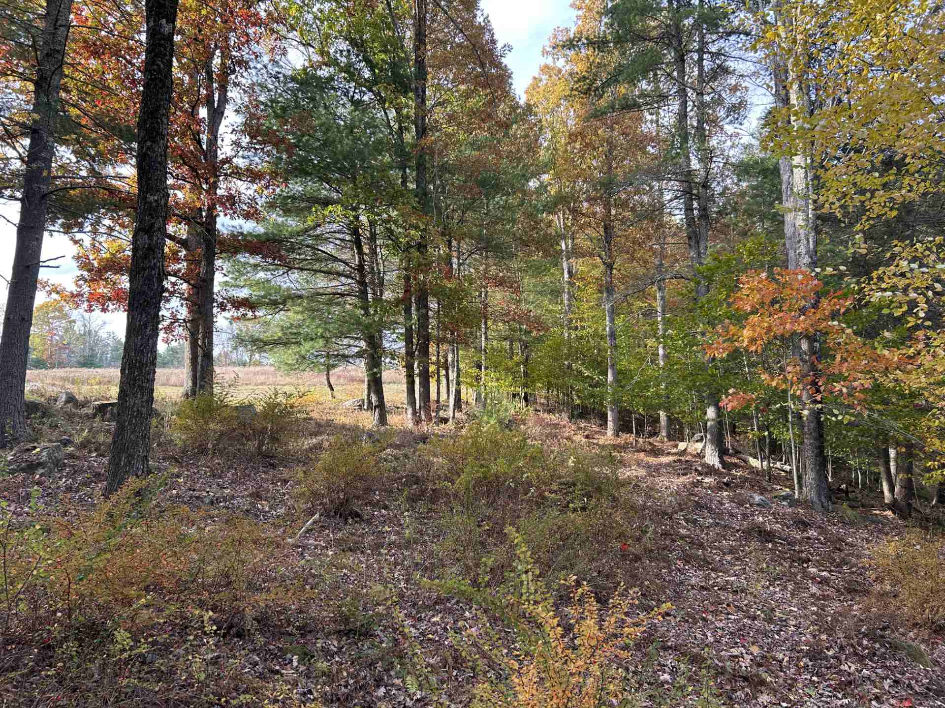 Wooded forest area with green and autumn-colored leaves on trees.