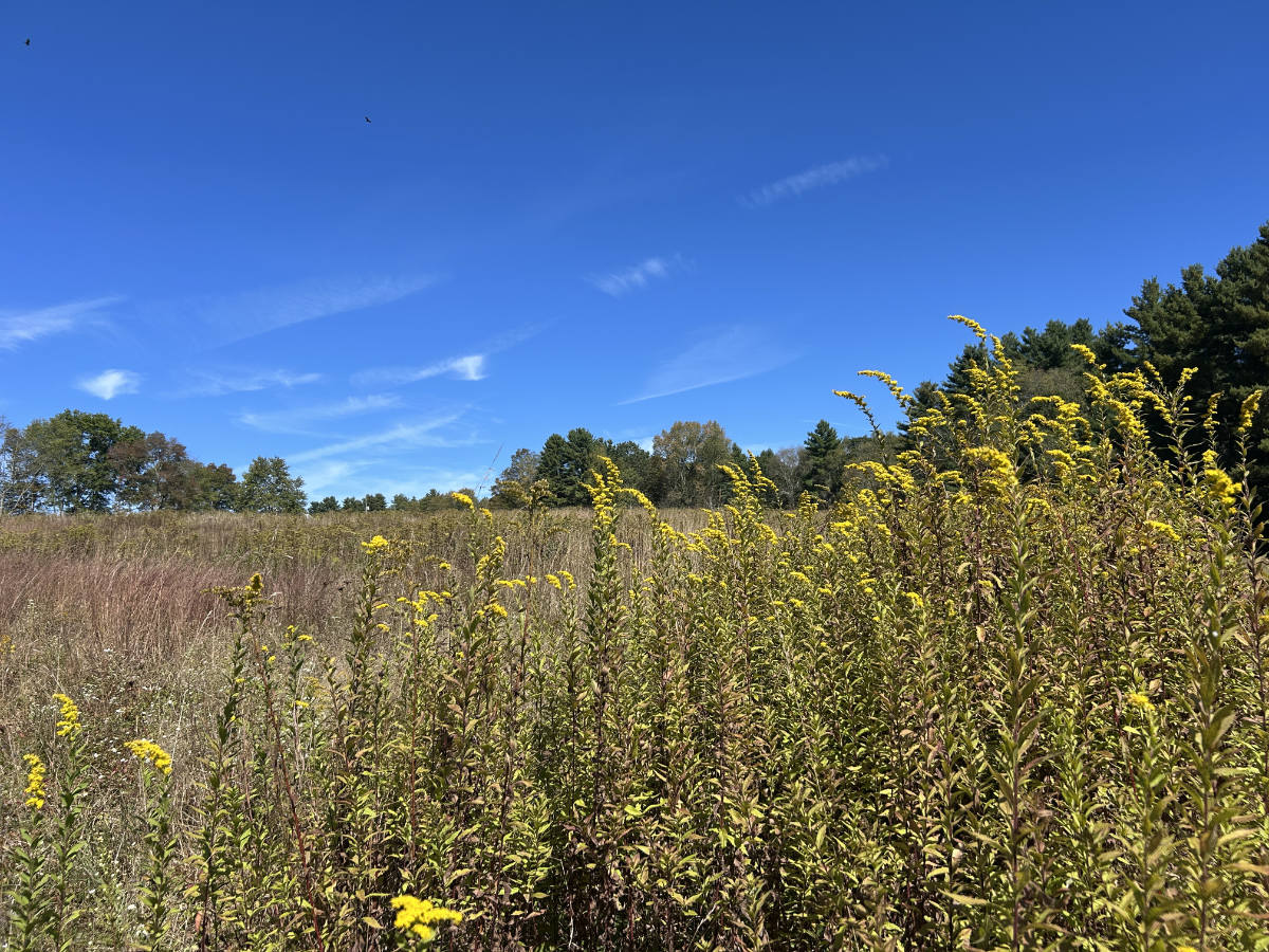 Wildflower meadow with tall yellow blooms under a clear blue sky.