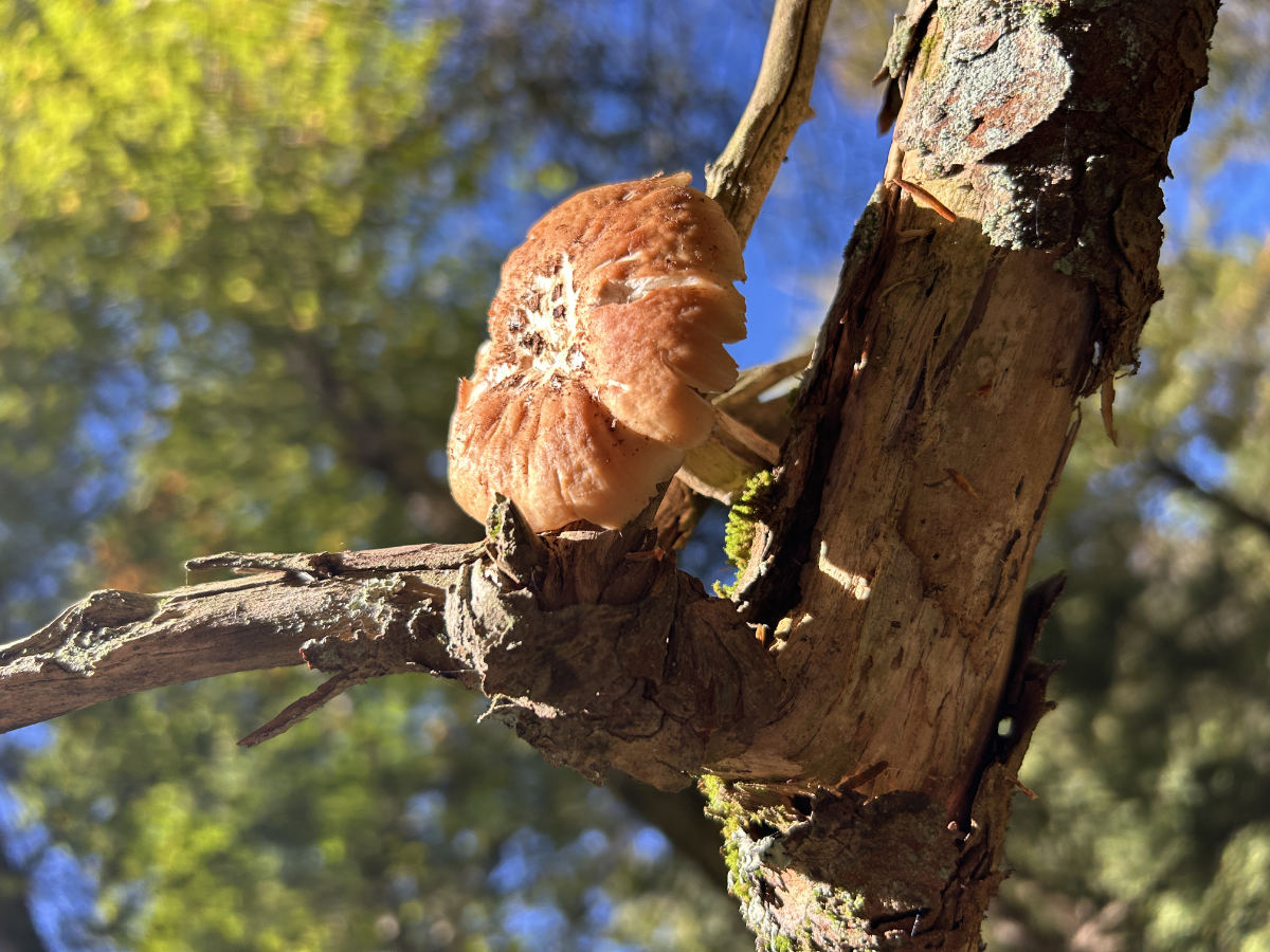 Close-up of a brown mushroom growing from a broken tree branch.