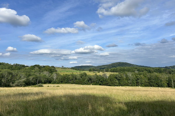 Grassy field with trees and mountains in the distance.