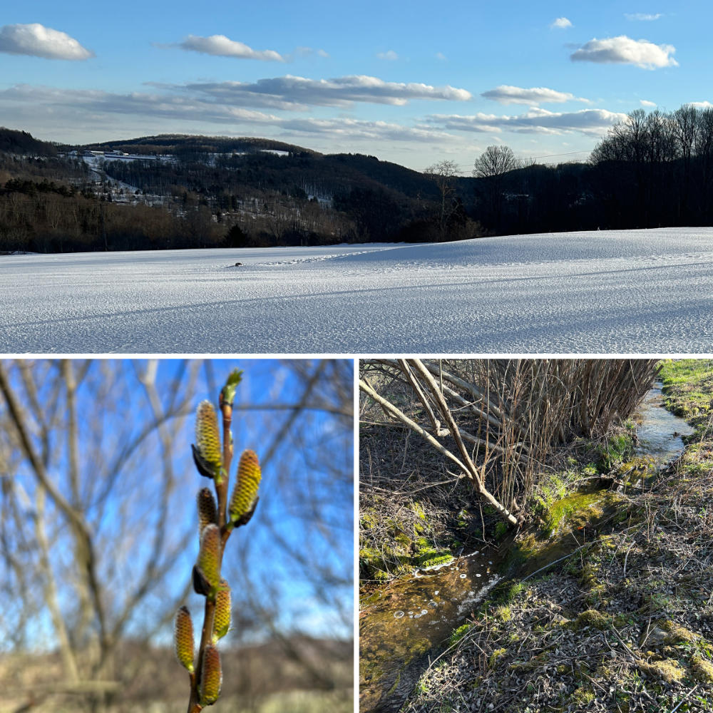 Three-photo collage of a snowy field, budding catkins, and a small stream signaling early spring in the hills.
