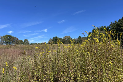 Wildflower meadow with tall yellow blooms under a clear blue sky.