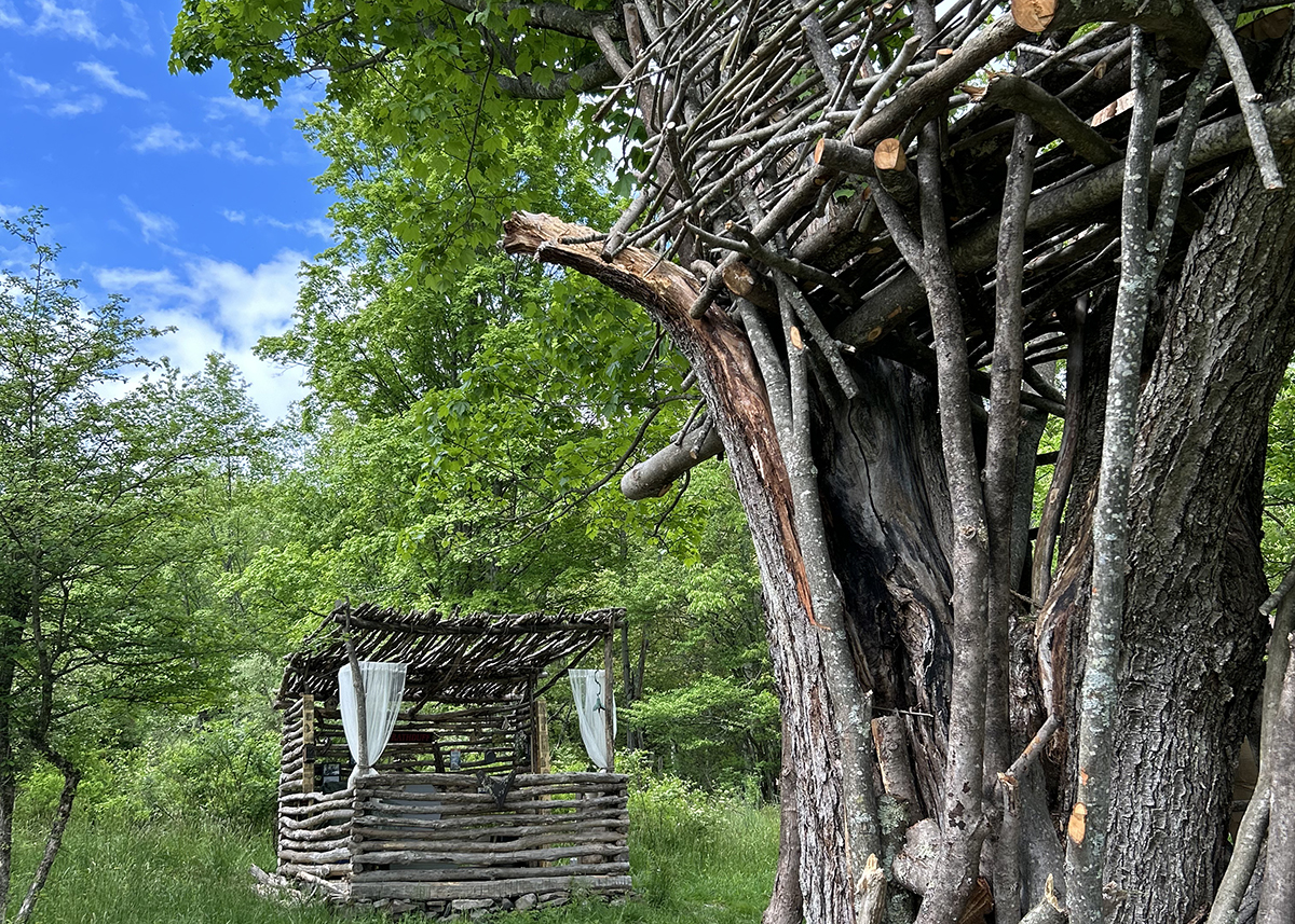 Field with trees and blue sky behind them