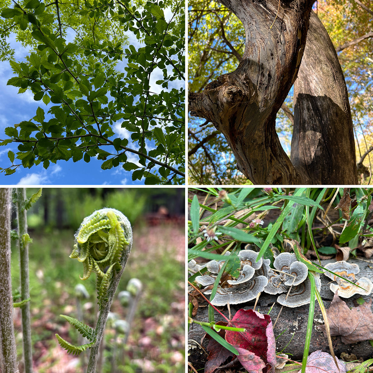 A collage of four nature images: green tree canopy, twisted tree trunk, unfurling fern, and cluster of bracket fungi on a log with grass and fallen leaves.