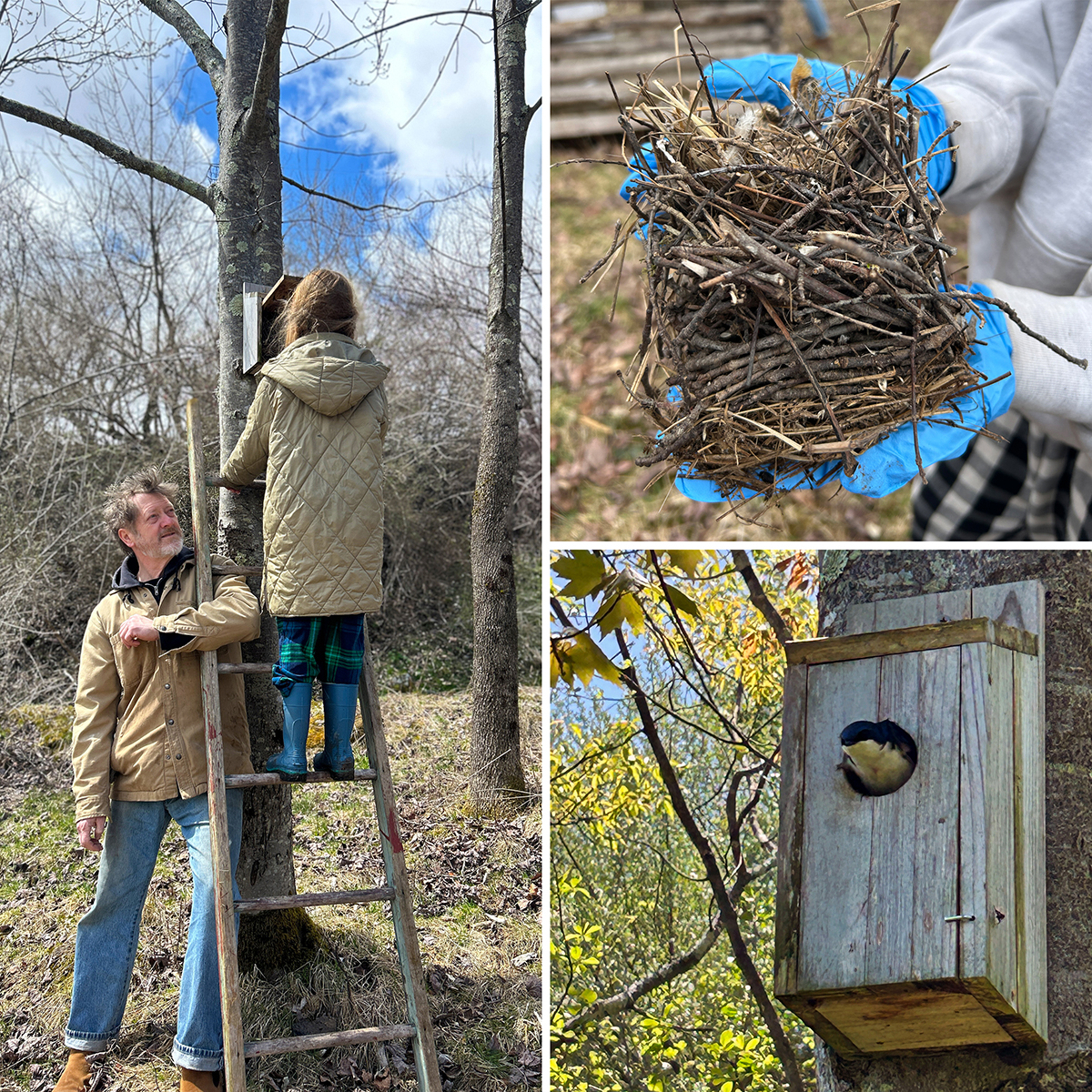 A collage of three images: a child stands on a ladder by a tree as an adult supports her; a gloved hand holds a bundle of twigs; and a small bird perches at the entrance of a wooden nest box.