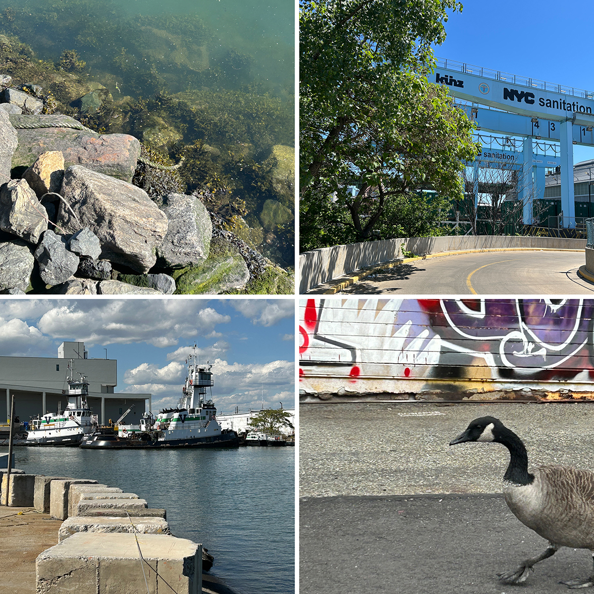 	 A collage of four images: rocks by water, a road and NYC Sanitation building, tugboats docked at a pier, and a goose walking on pavement in front of a graffiti-covered wall.