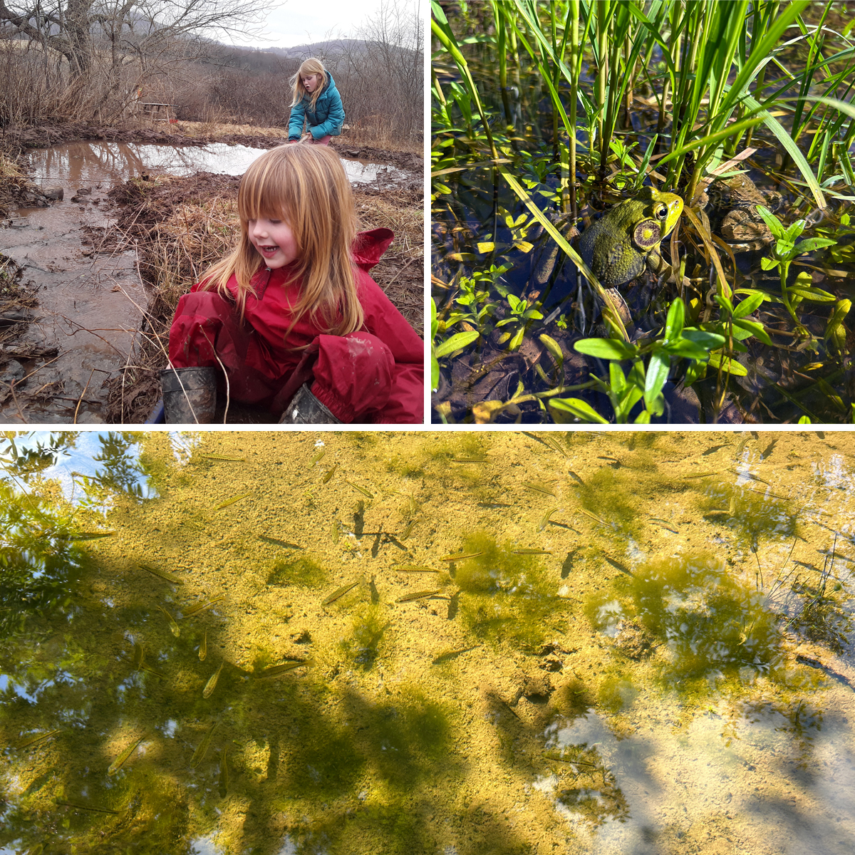 Top left: Two kids in muddy wetland. Top right: Frog among green reeds and water. Bottom: Small fish swimming in shallow, sunlit pond with algae and reflections of trees. Early spring wetland scenes.