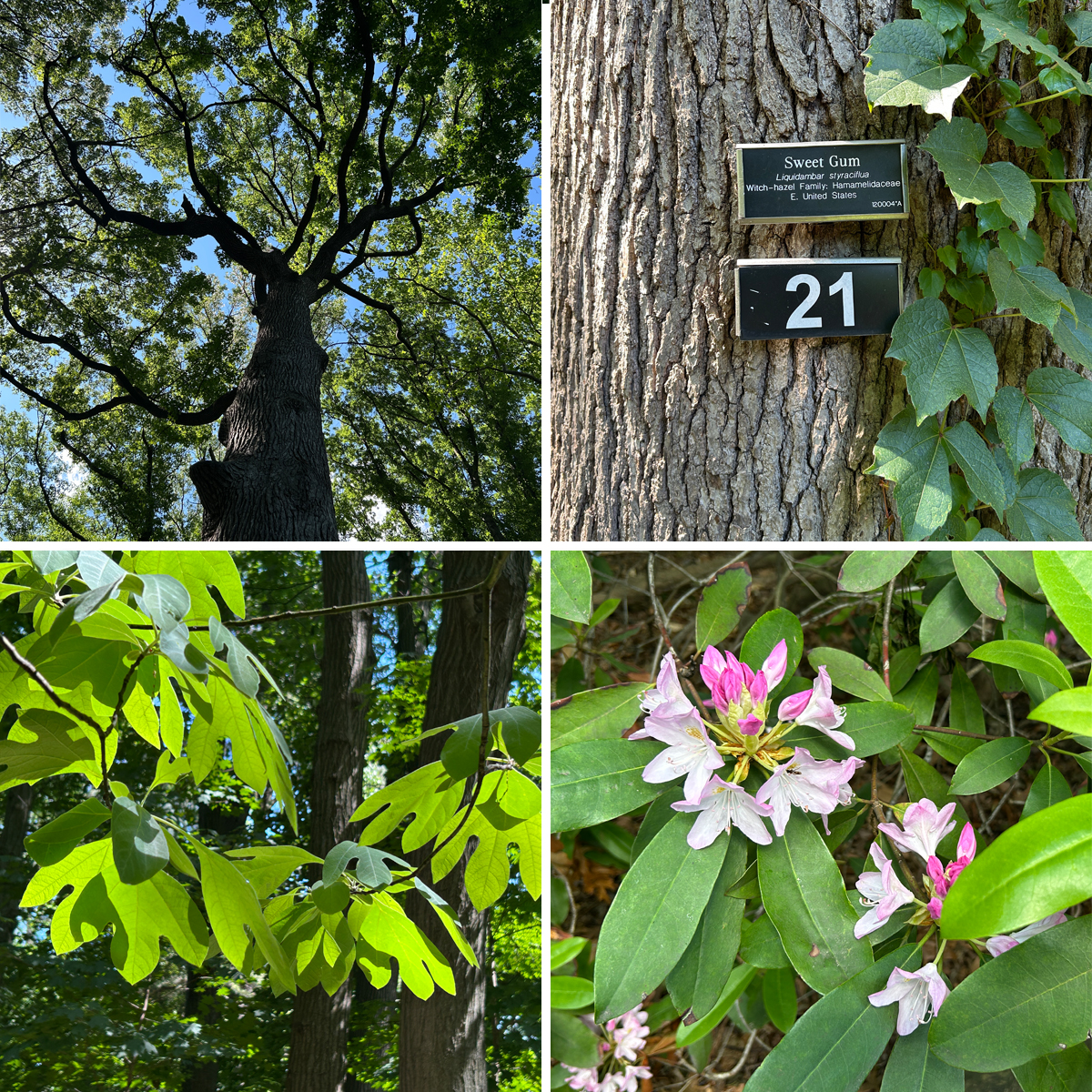 A collage showing a tall tree reaching toward the sky, a Sweet Gum tree trunk with an informational plaque numbered 21, bright green lobed leaves, and a cluster of pink and white rhododendron flowers.