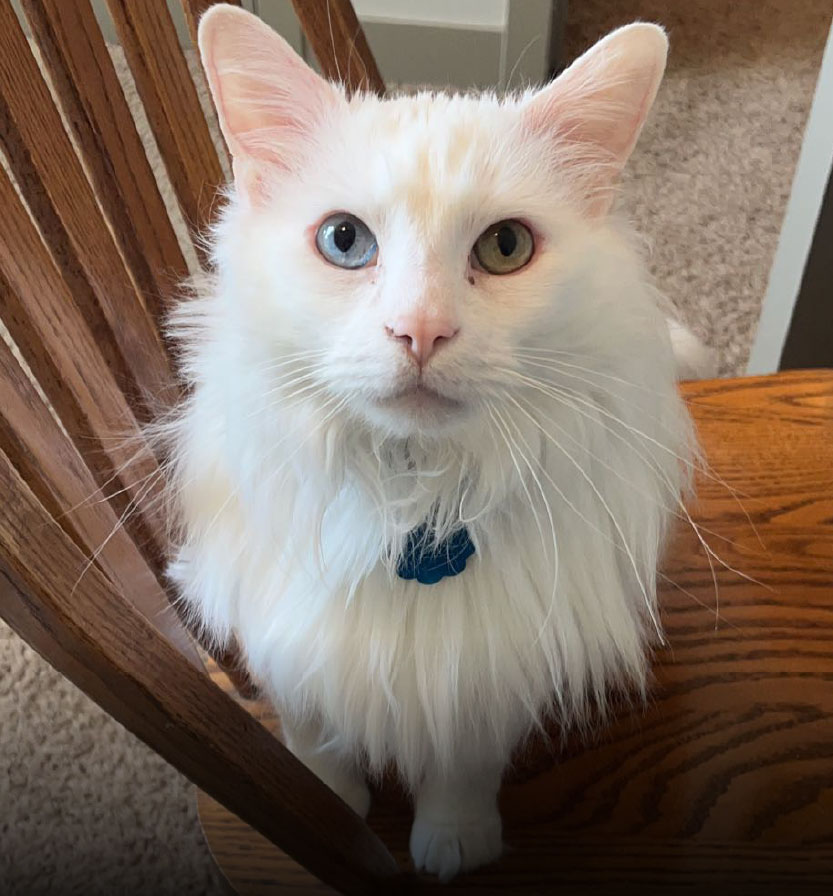 About Testimonial Img