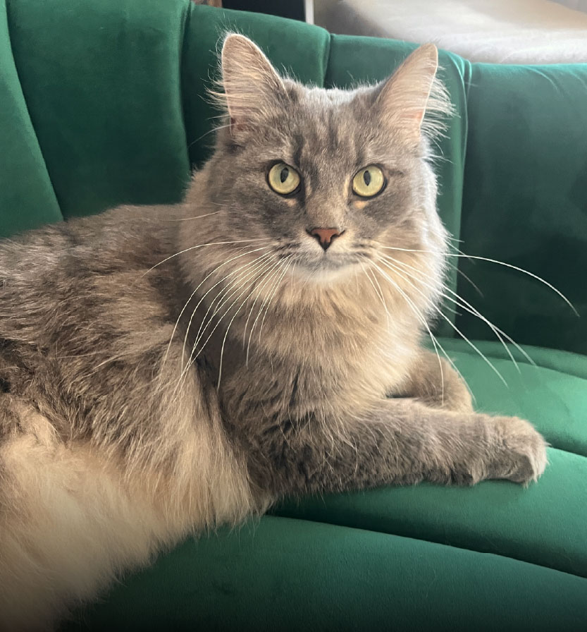 About Testimonial Img