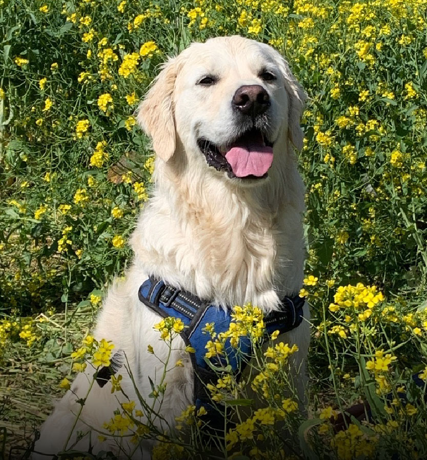 About Testimonial Img