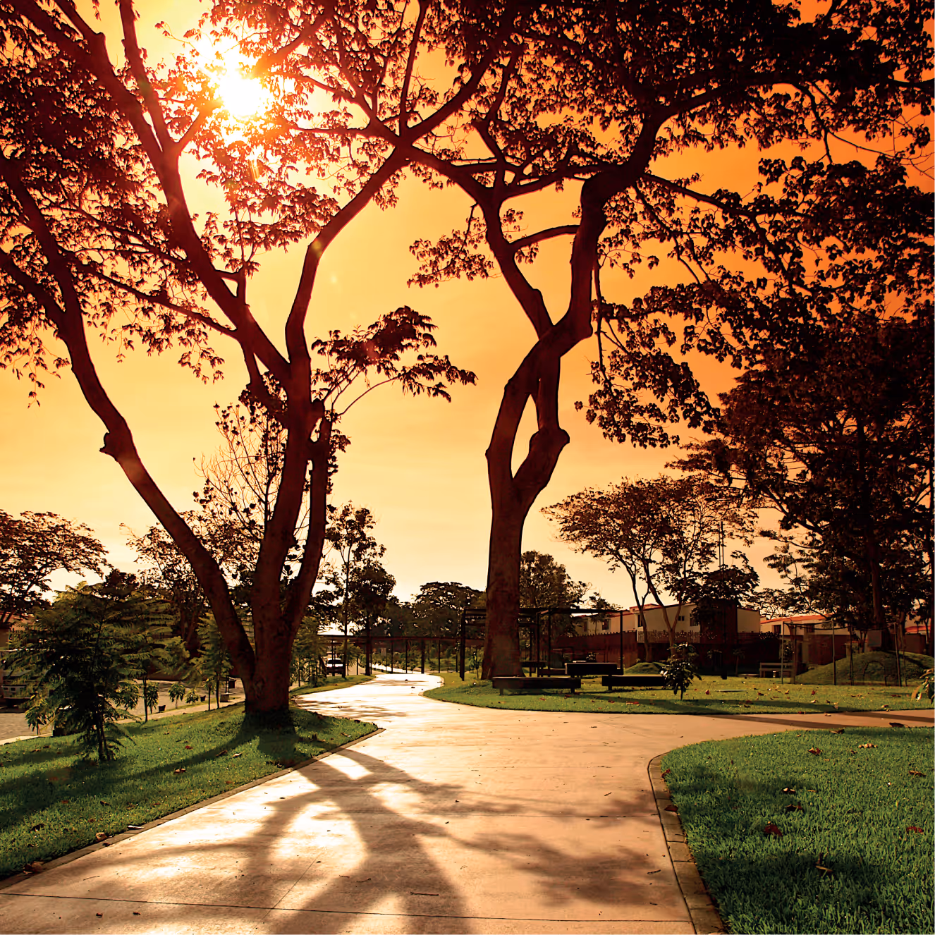 Camino curvo en un parque con árboles grandes a contraluz durante un atardecer naranja.