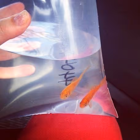 goldfish