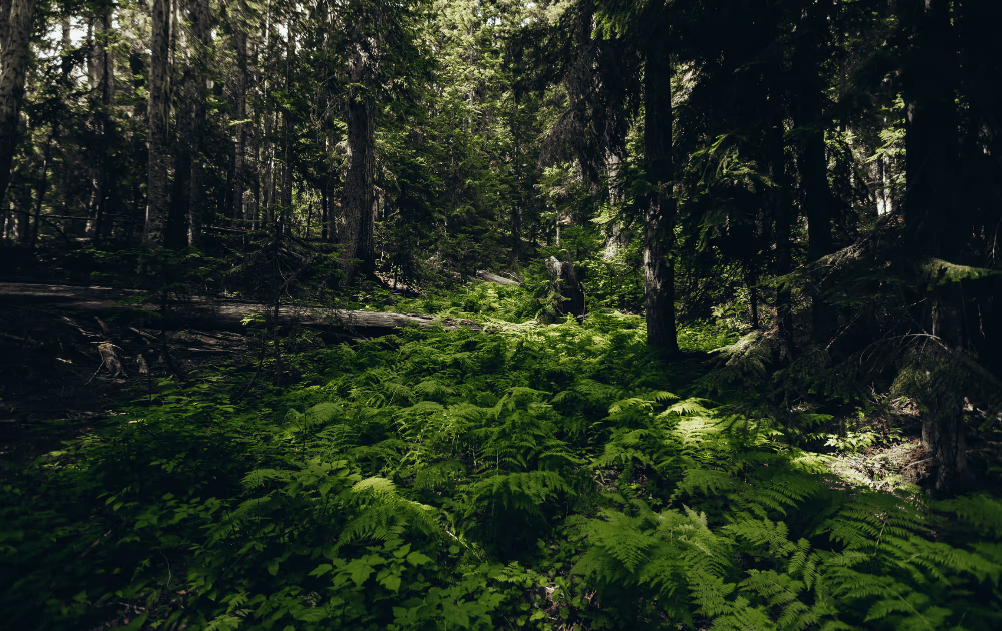 Yoga im Wald mit Atempause Naturyoga in Moosburg an der Isar