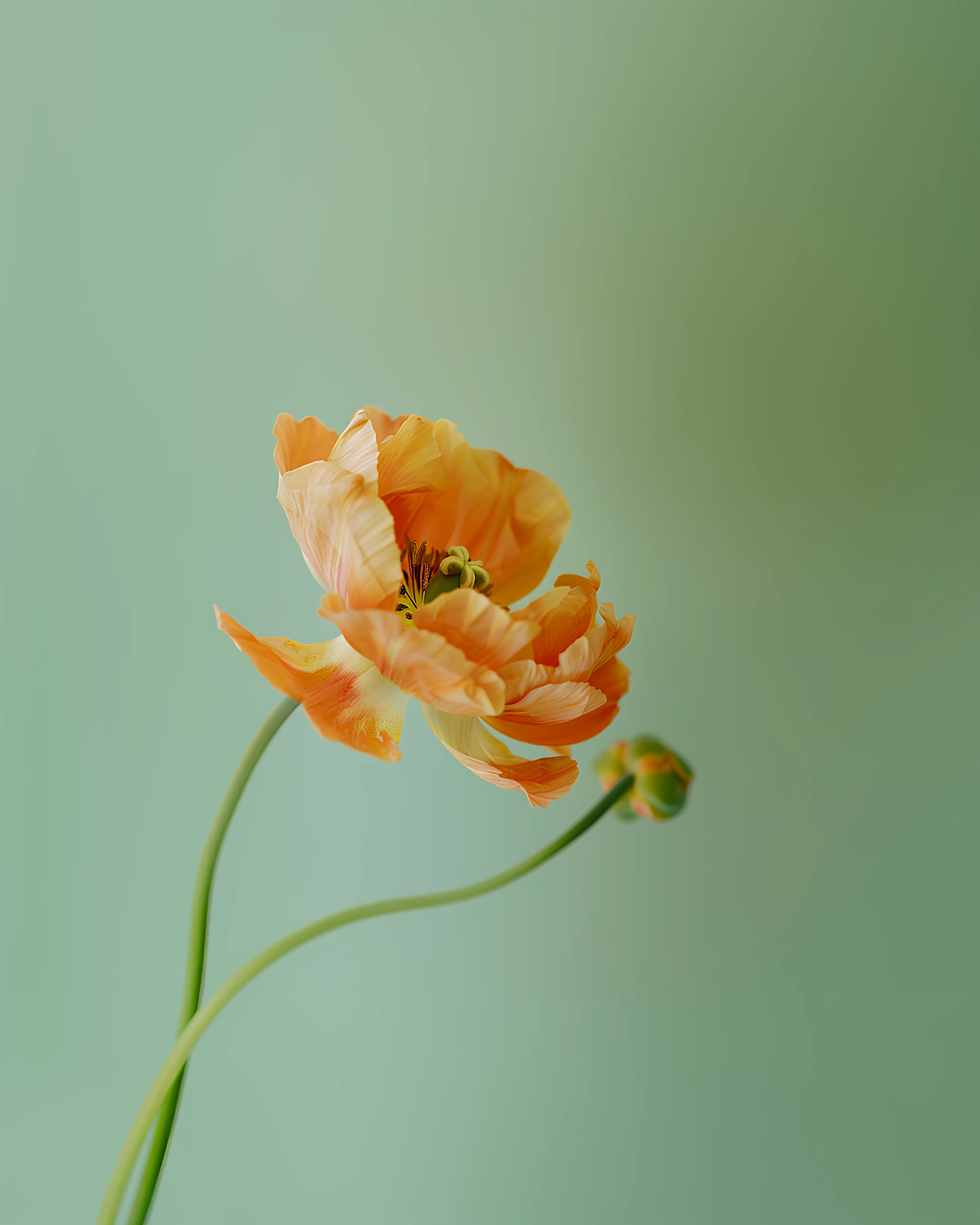 Orange flower