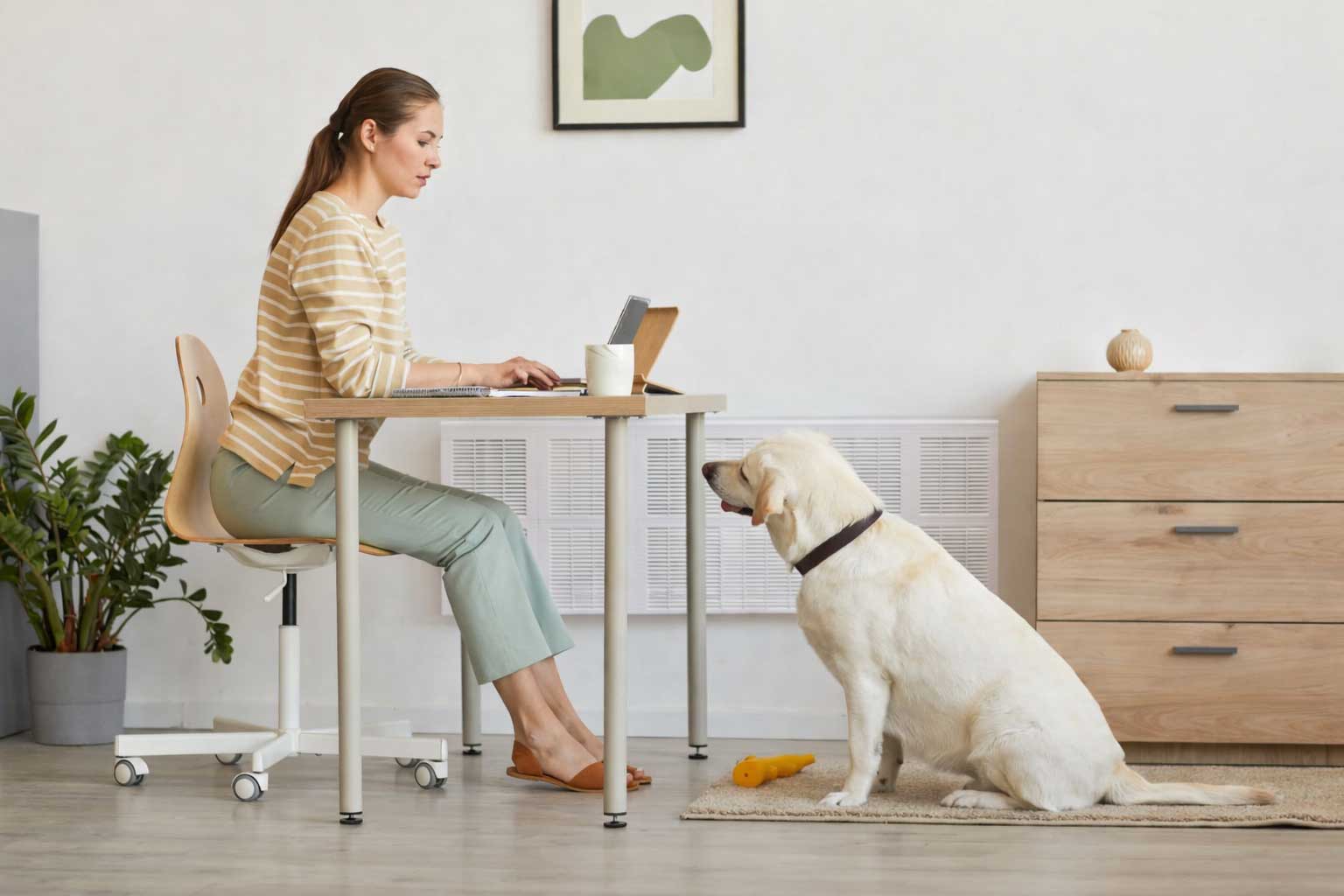 Woman sitting at a desk working on a tablet while a large white dog sits on a rug facing her. Trimley in the background