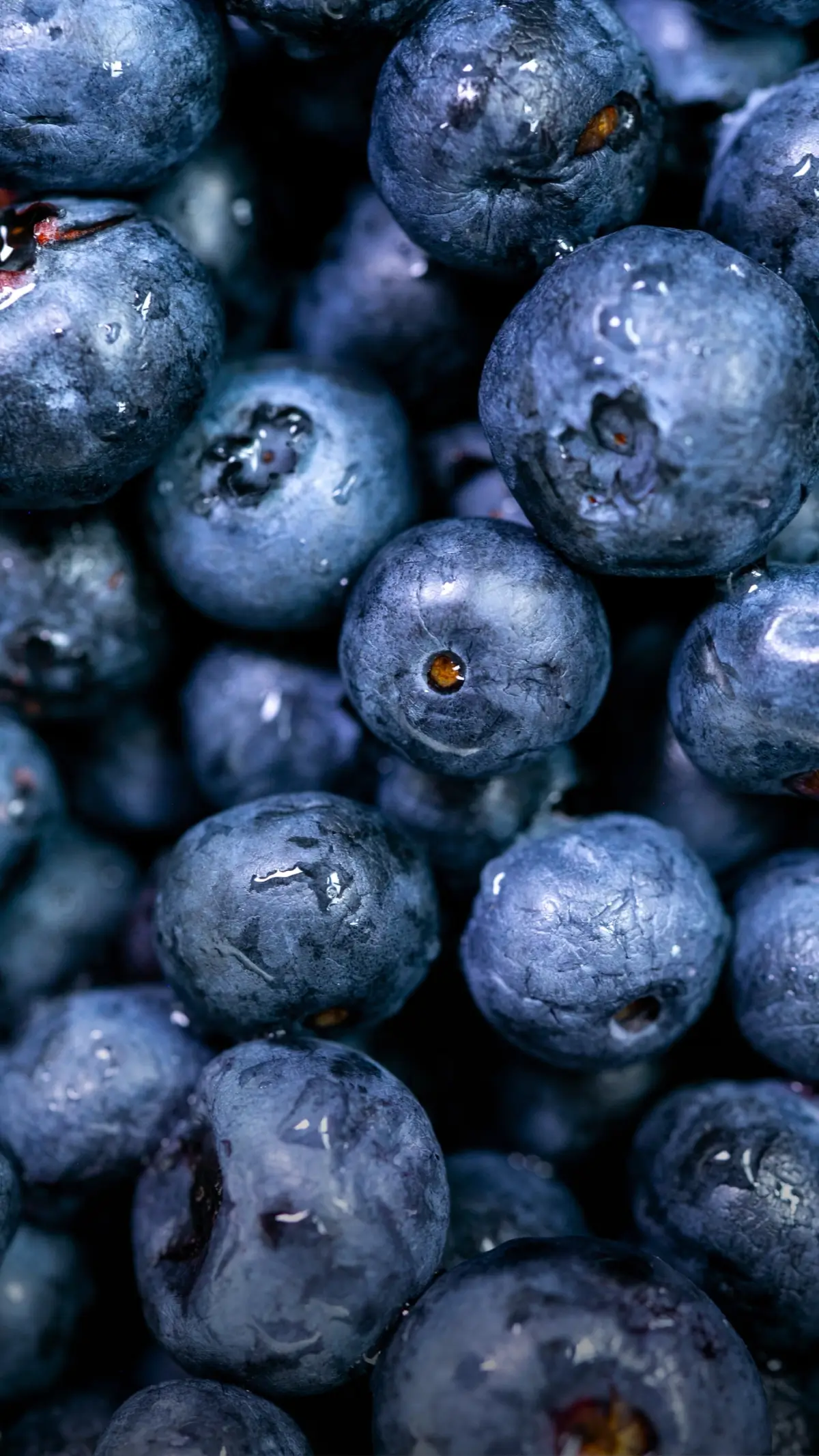 Close-up of fresh blueberries with water droplets on their surface.