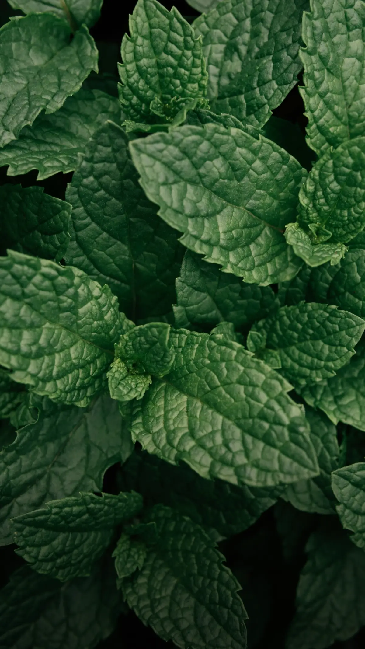 Close-up of dark green peppermint leaves with detailed texture and veining.