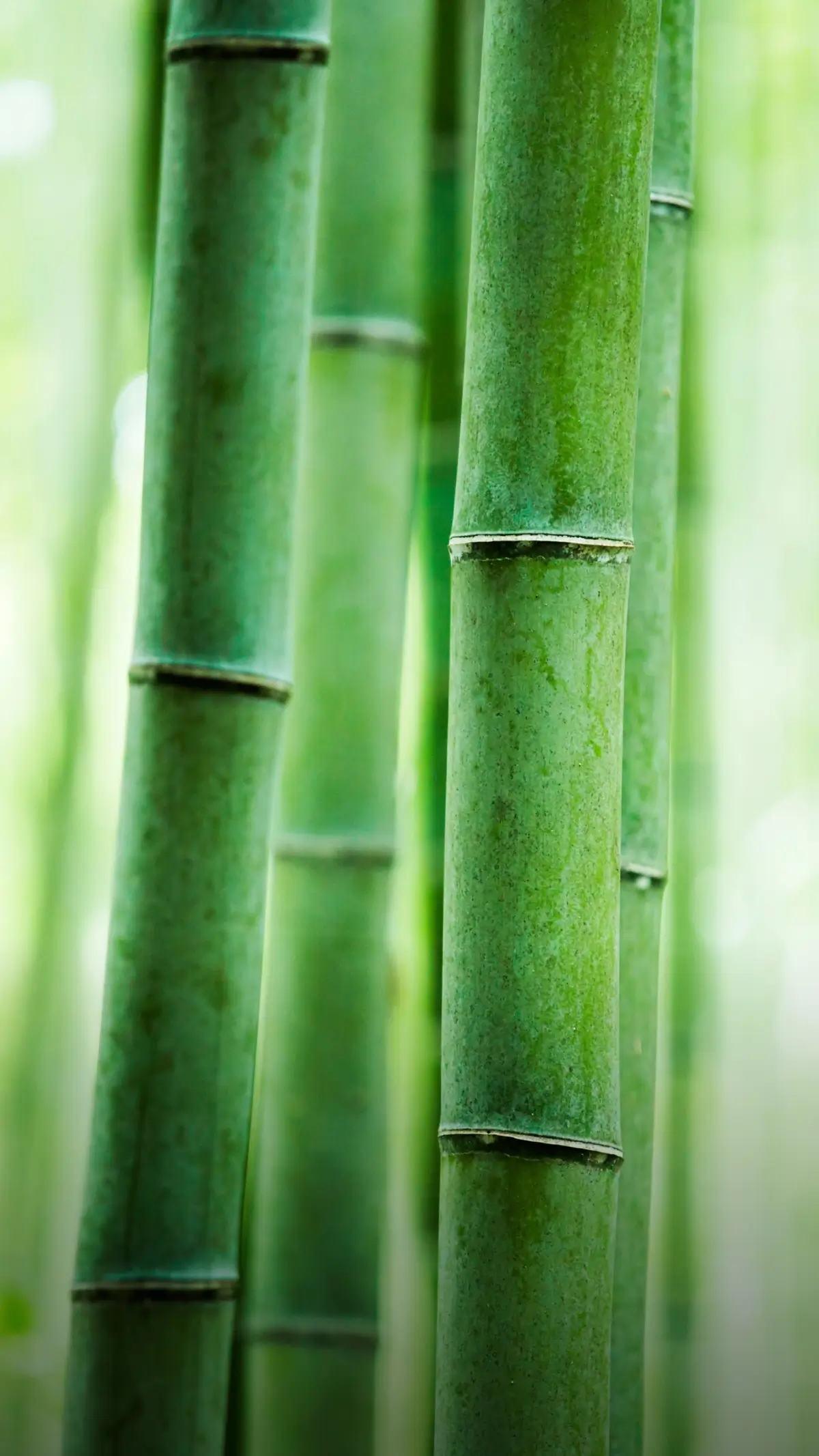 Close-up view of green bamboo stalks in a forest with soft natural light.