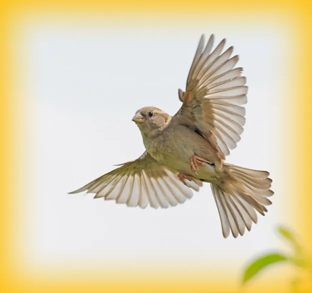Small brown bird in mid-flight with wings fully spread against a light background with a yellow border.